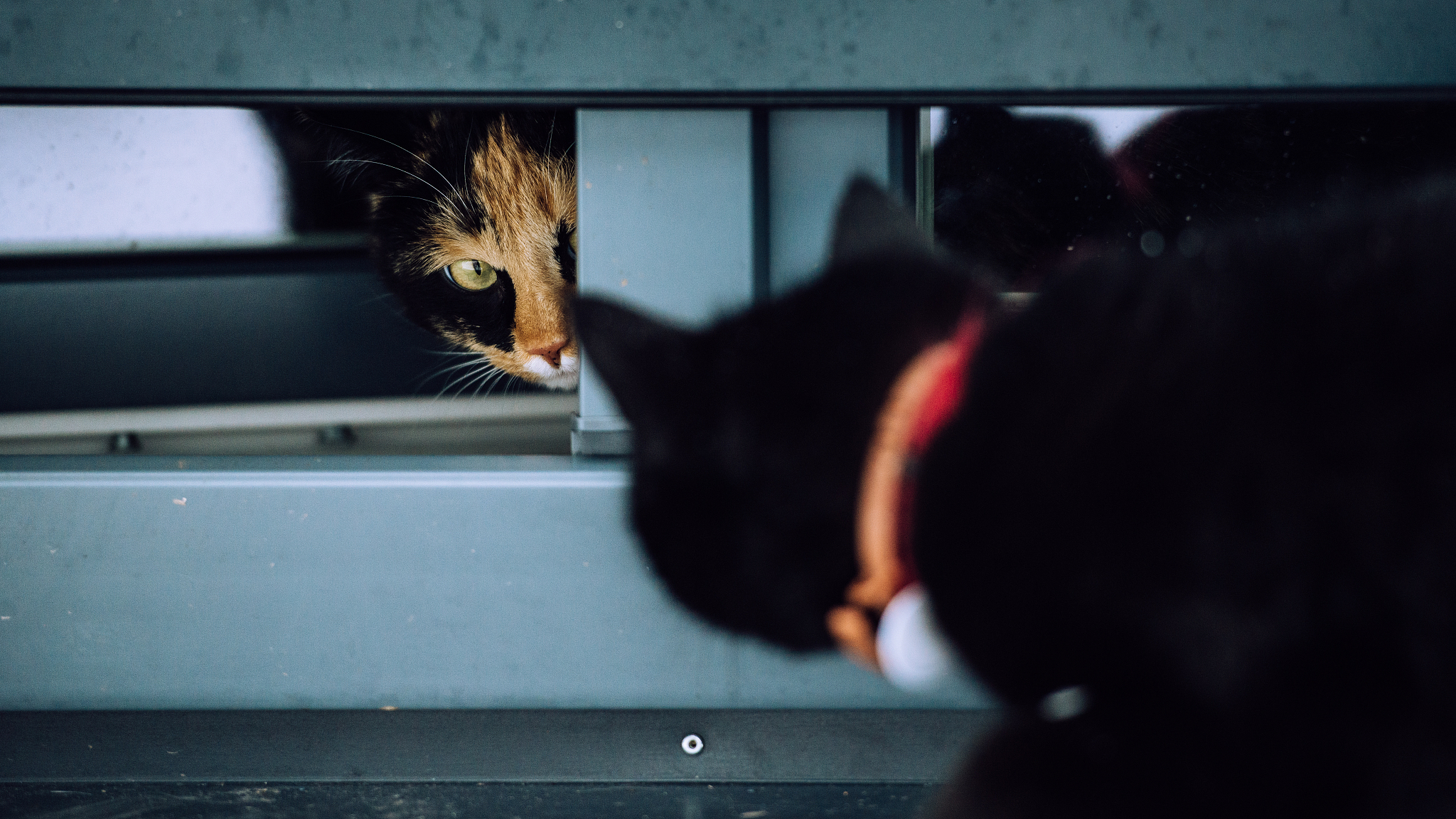 猫、老鼠和大象的爆笑故事：一场奇妙的友谊