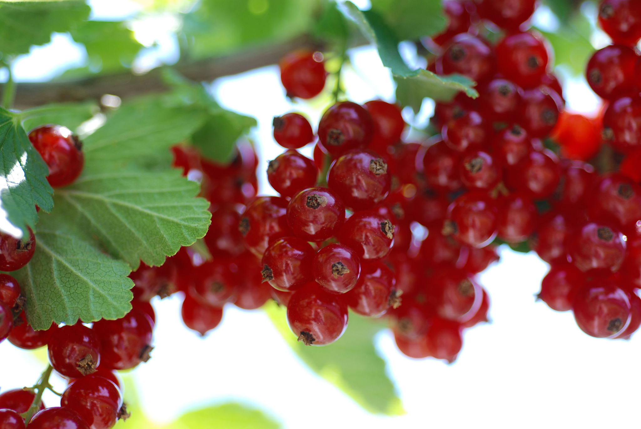 red currant berries