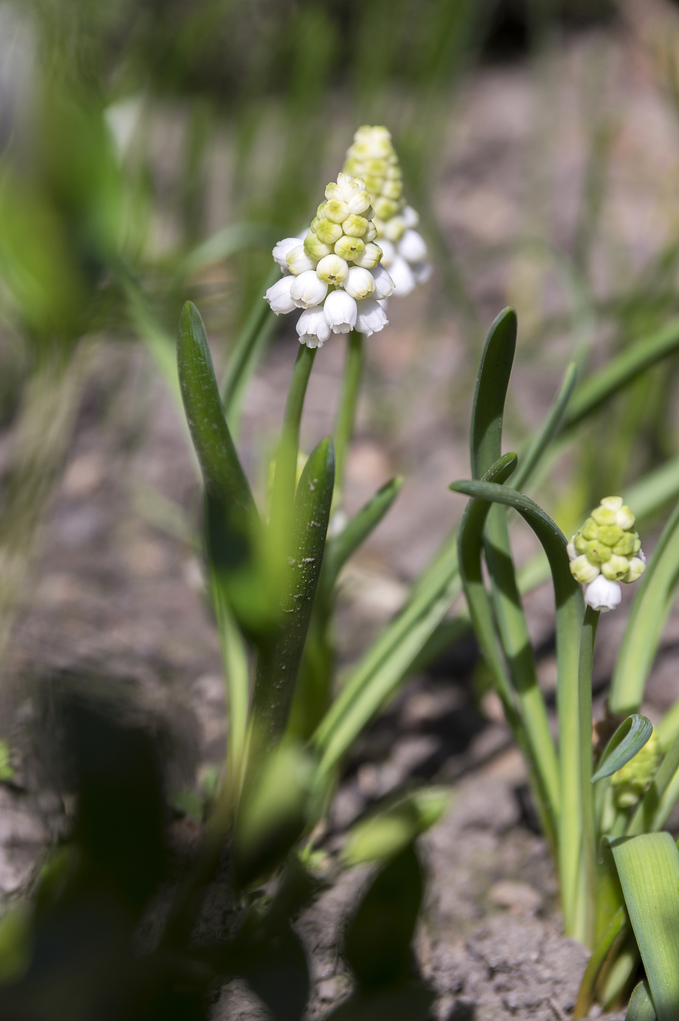 muscari armeniacum album in bloom, white grape hyacinth white fl