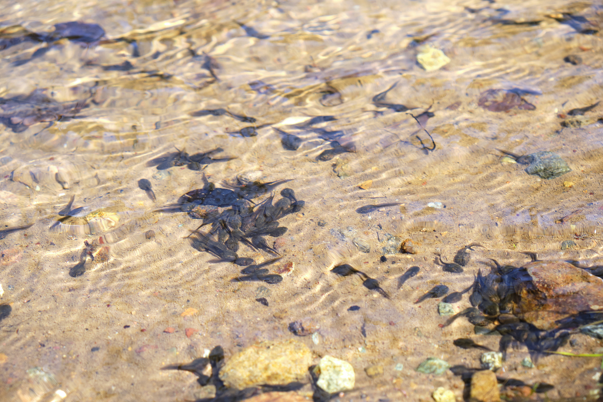 蝌蚪变青蛙：完整养殖指南