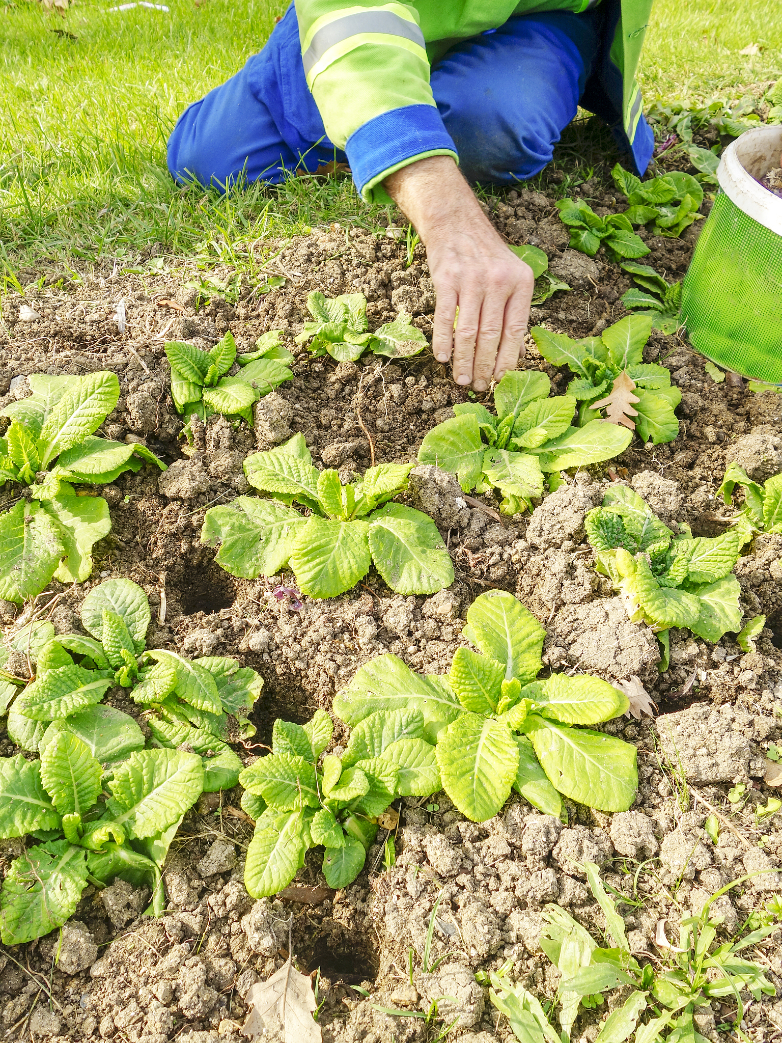 花椰菜有小杈是什么原因