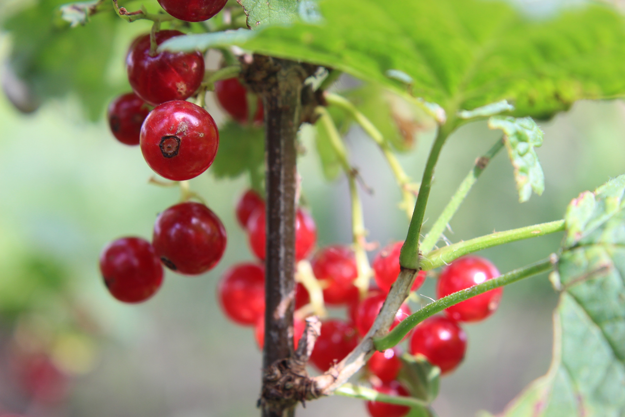 currant