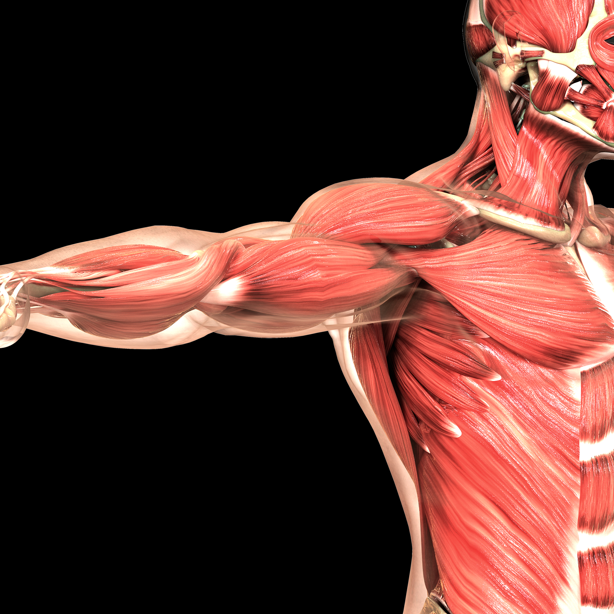 沈阳体育学院运动人体科学专业就业前景