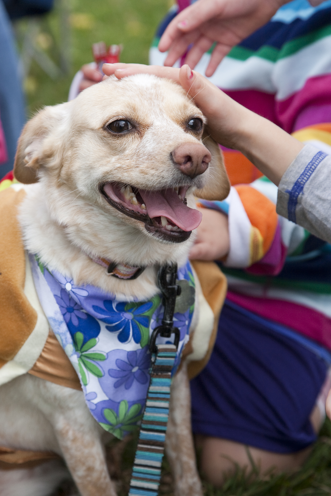 你是一个宠物专家熟悉各种宠物习性我希望用你的专业知识帮助我解决一些宠物相关的问题并已文章的形式呈现文章要做好问题关联细分并详细说明字数最好不低于1000字。根据这个标题：狗狗总喜欢舔我老婆？特别注意在文章中不要出现首先、其次、最后、接下来、综上所诉字眼。