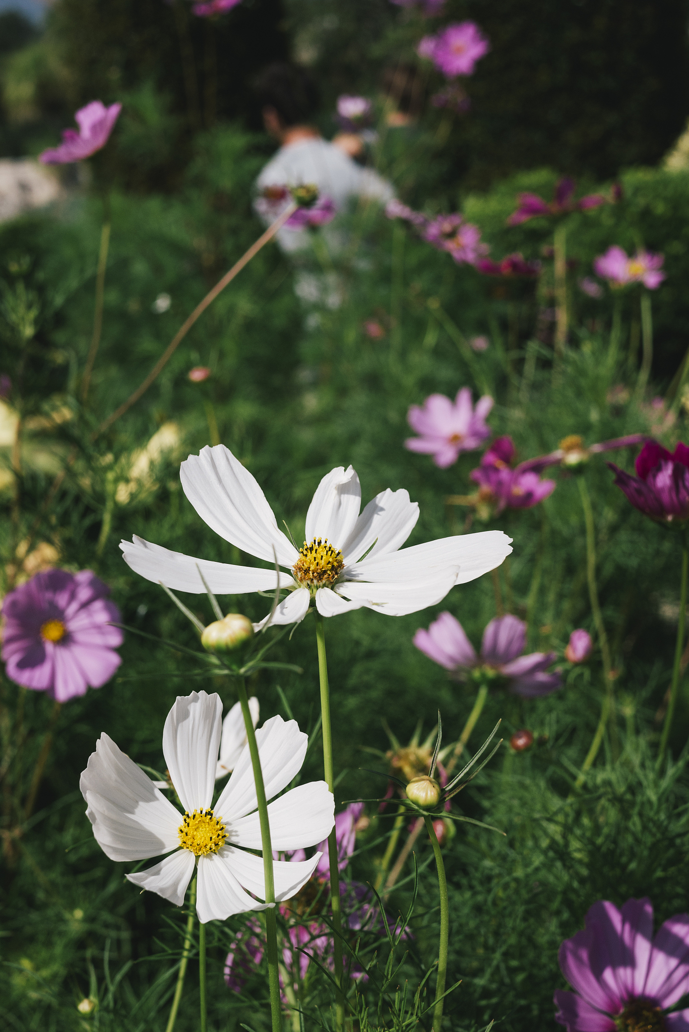 商丘卫生中等专业学校2020年招生简章