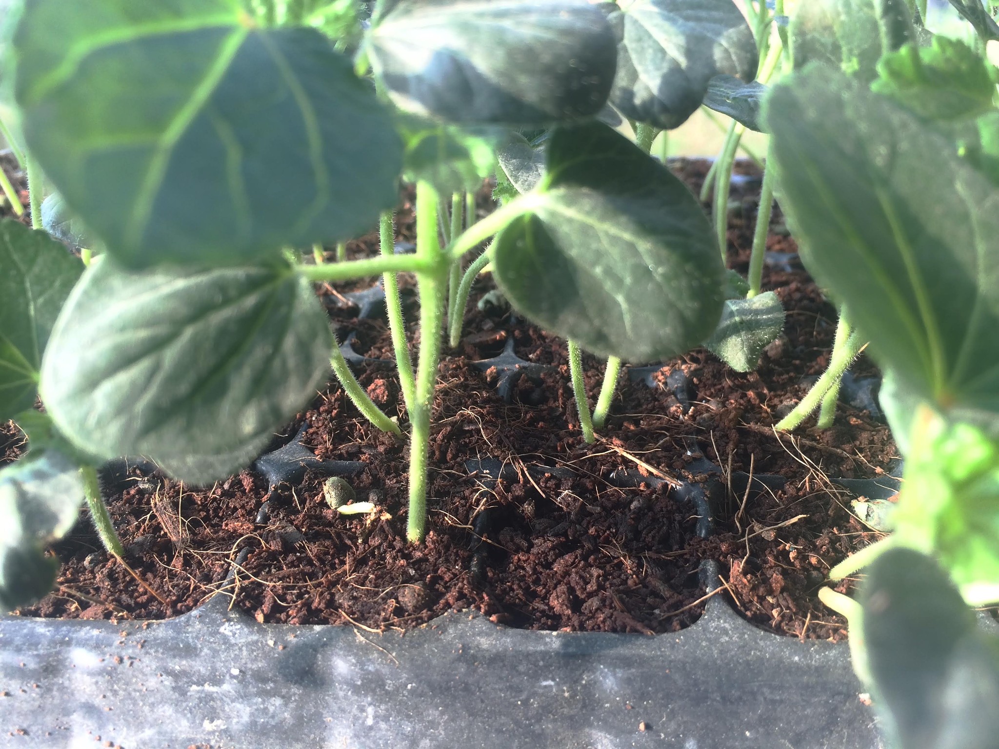 百香果小苗管理指南：快速生长秘诀