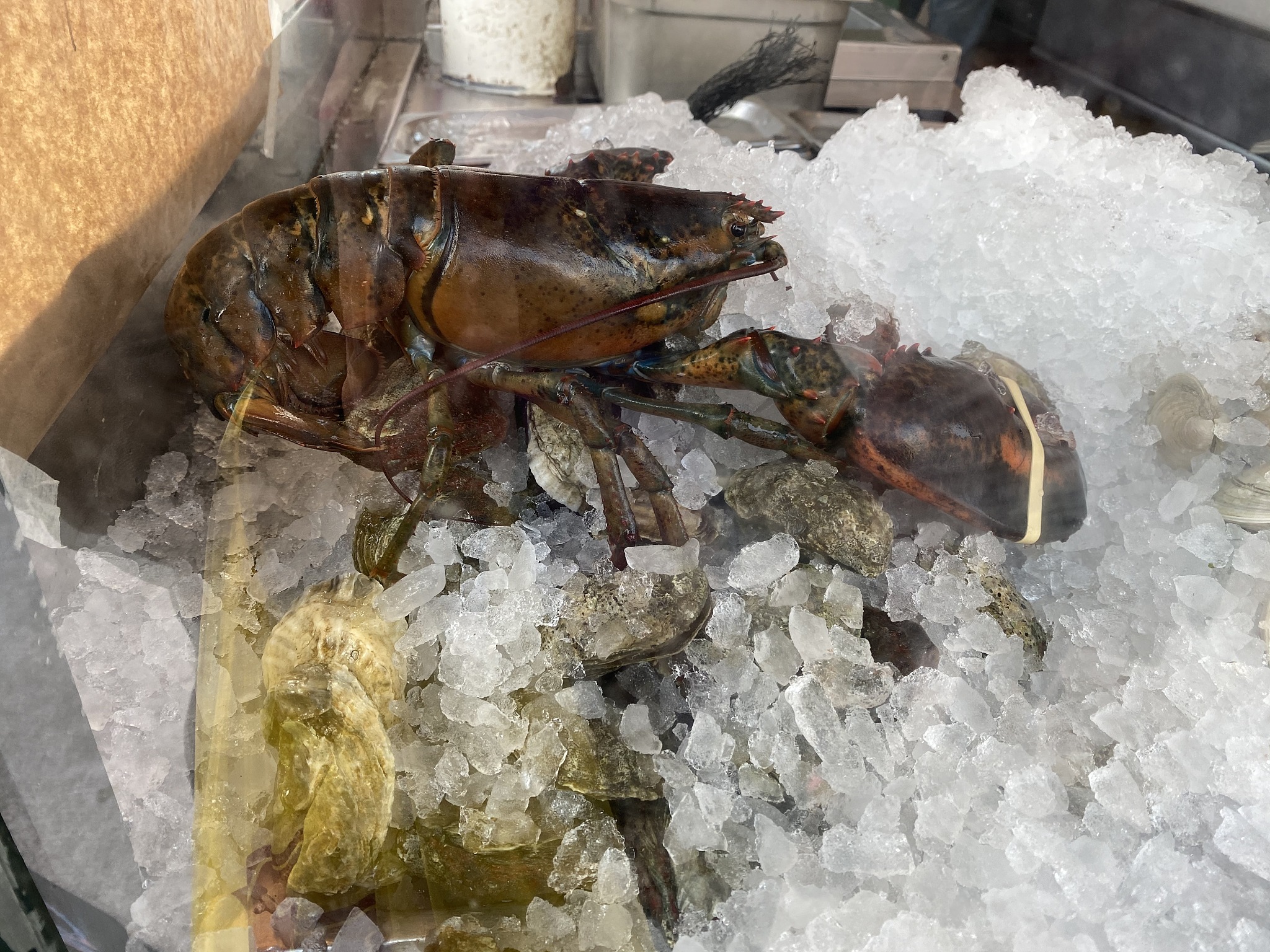 吃头孢可以吃小龙虾吗