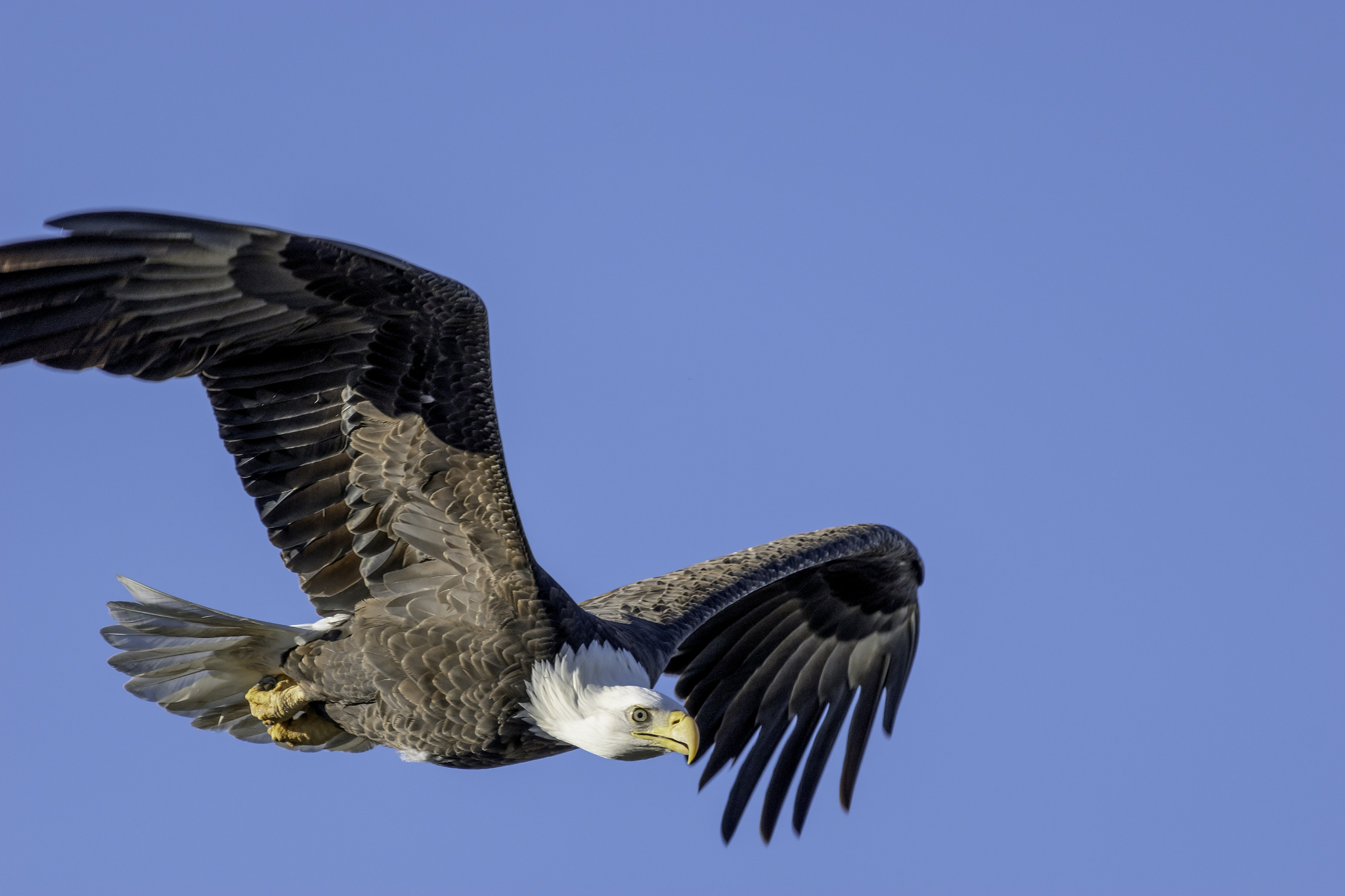 soaring california bald eagle