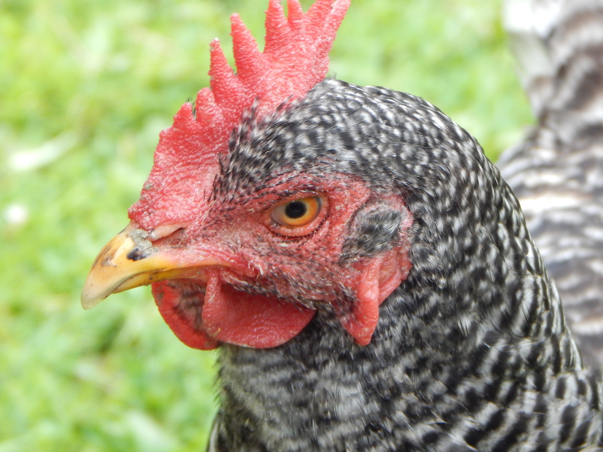 chicken