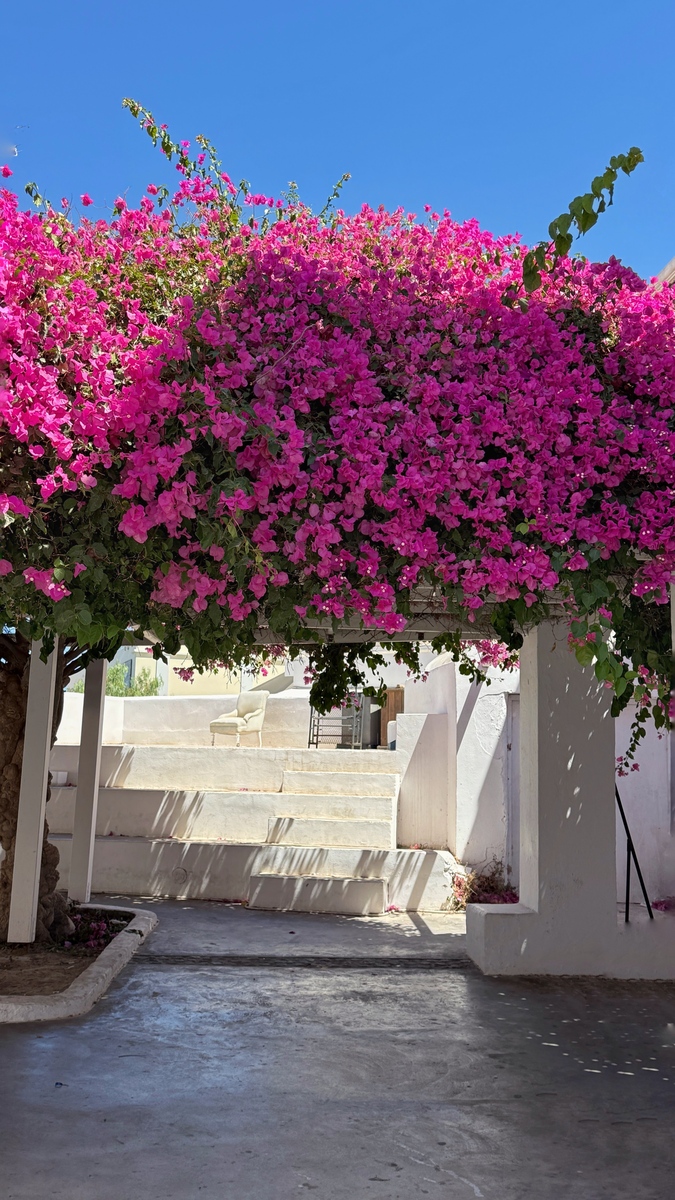 十大爬藤花卉排名：适合你庭院的攀爬植物