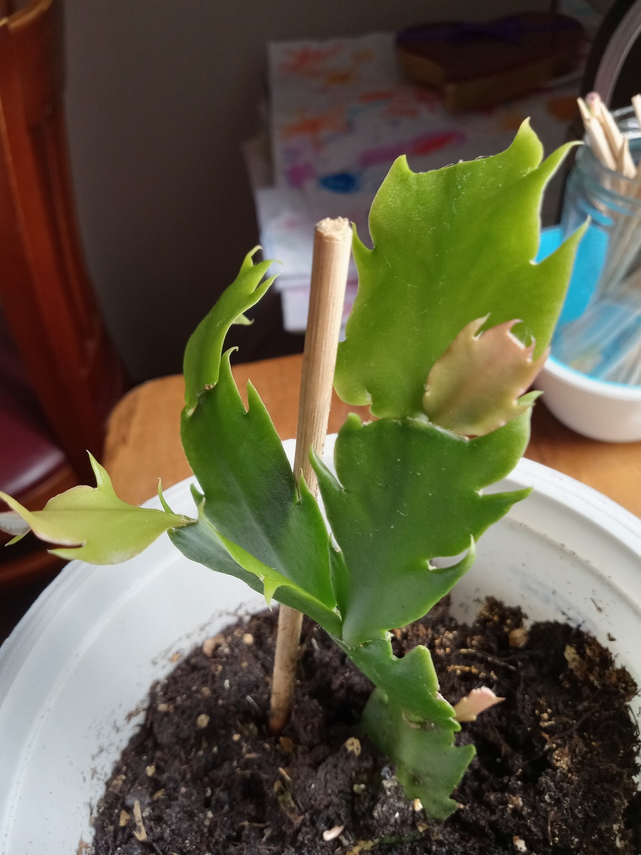 蟹爪兰不开花的原因及解决方法