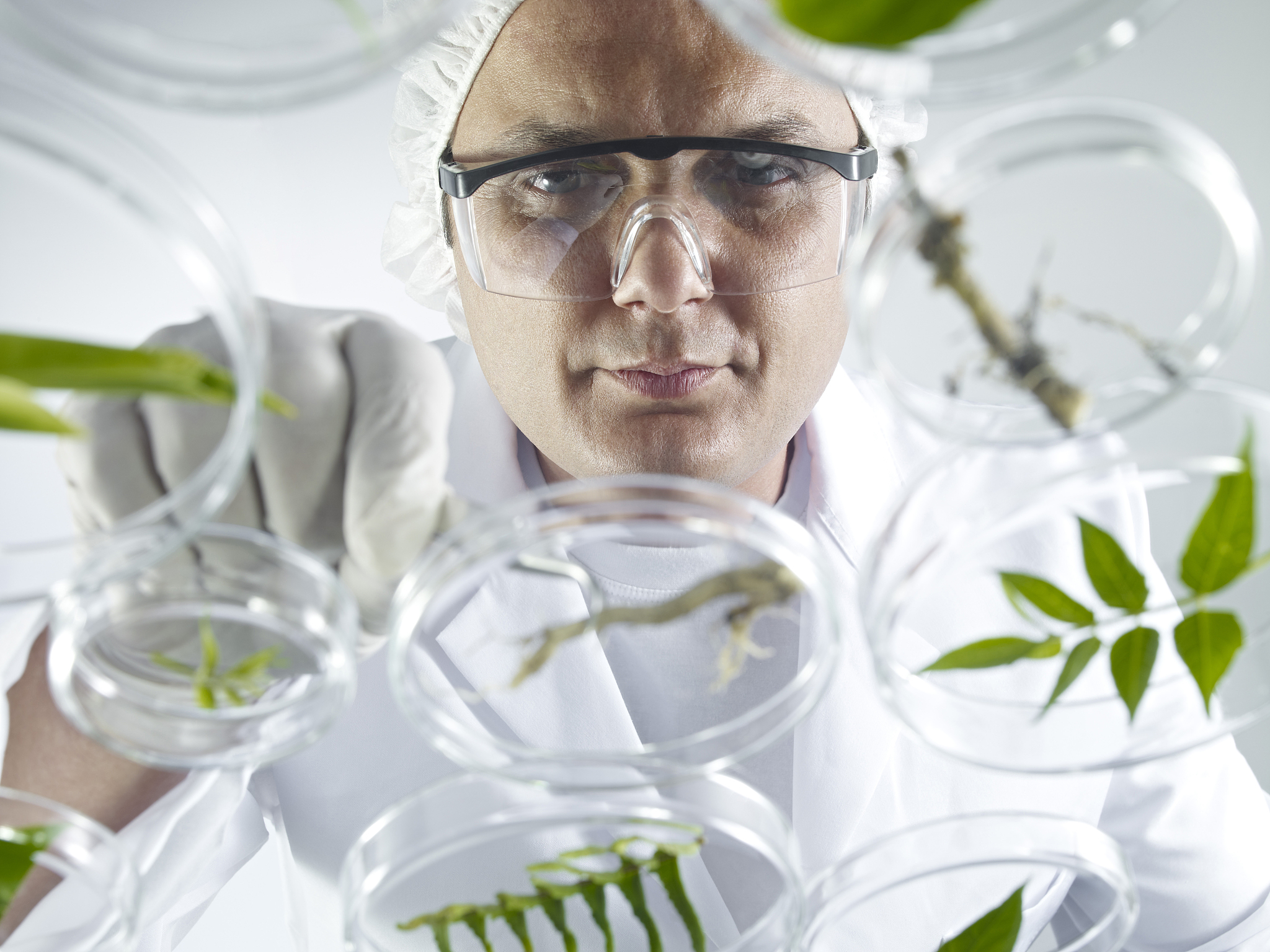 scientist examining petri dishes