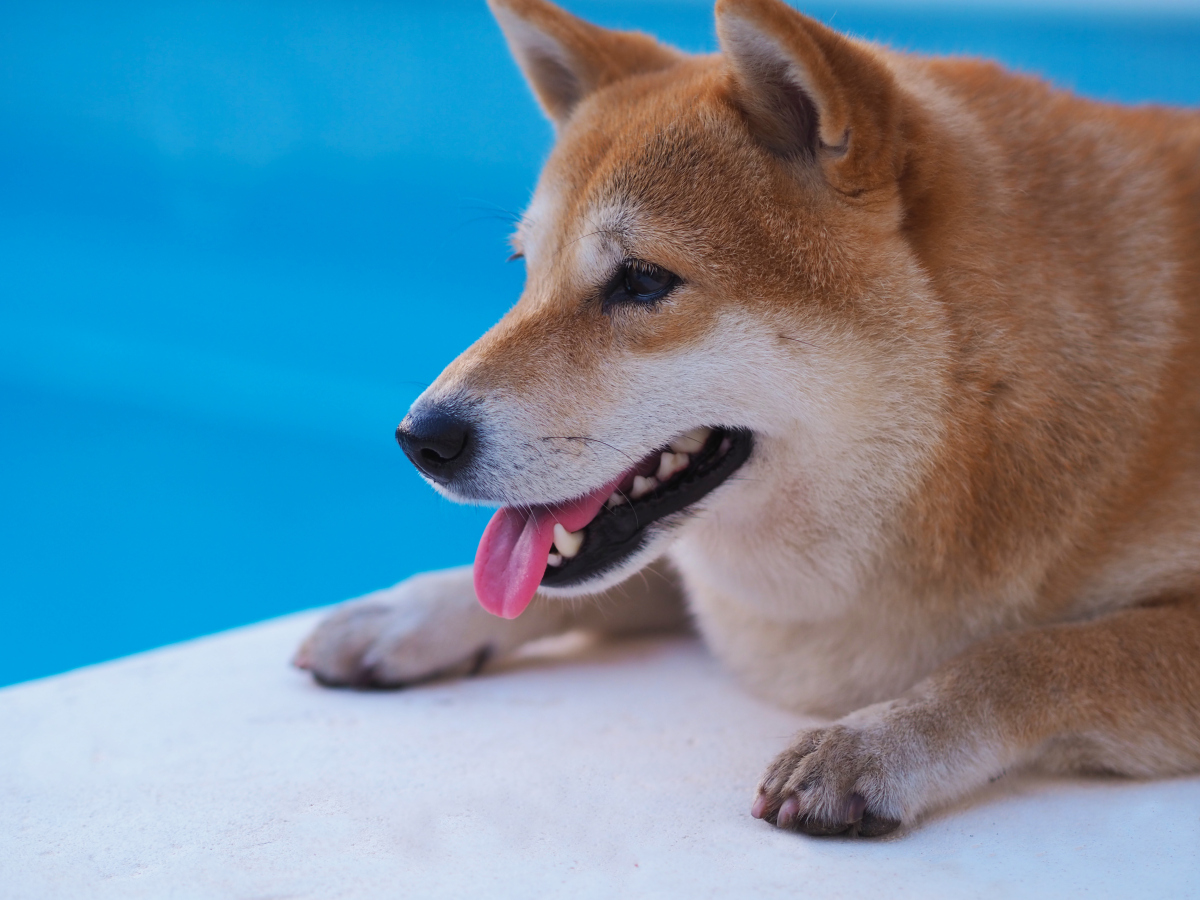 海洋之心柴犬图片