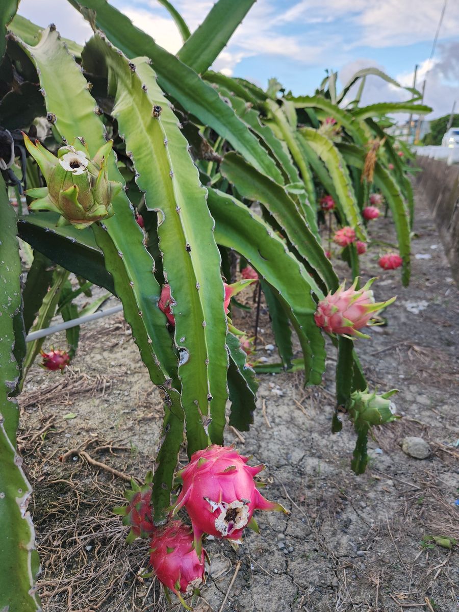 火龙果种植之旅：从种植到收获的感悟