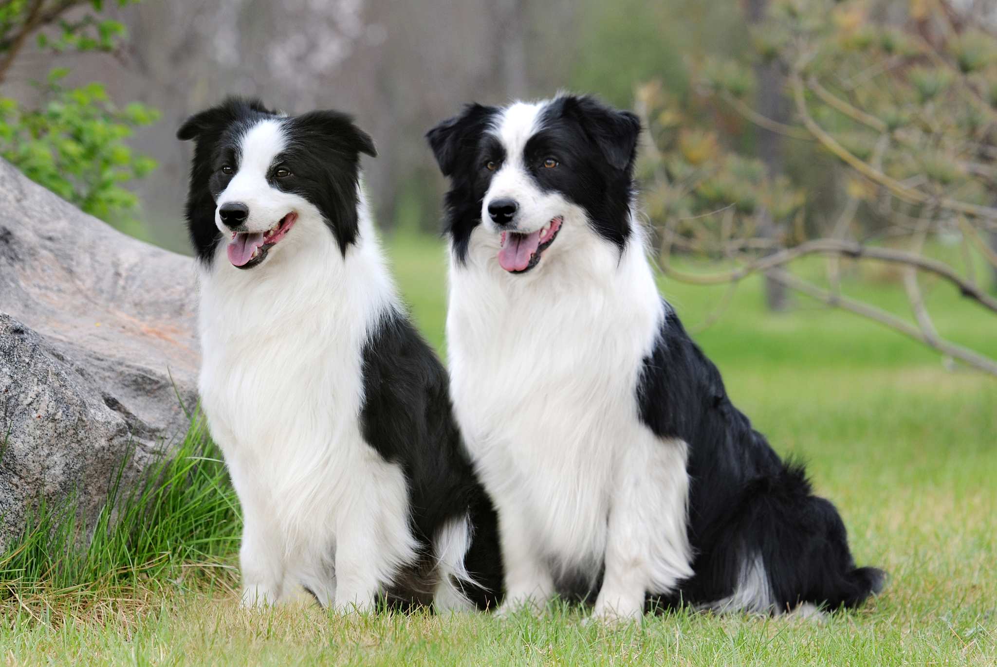 边境牧羊犬好养吗？