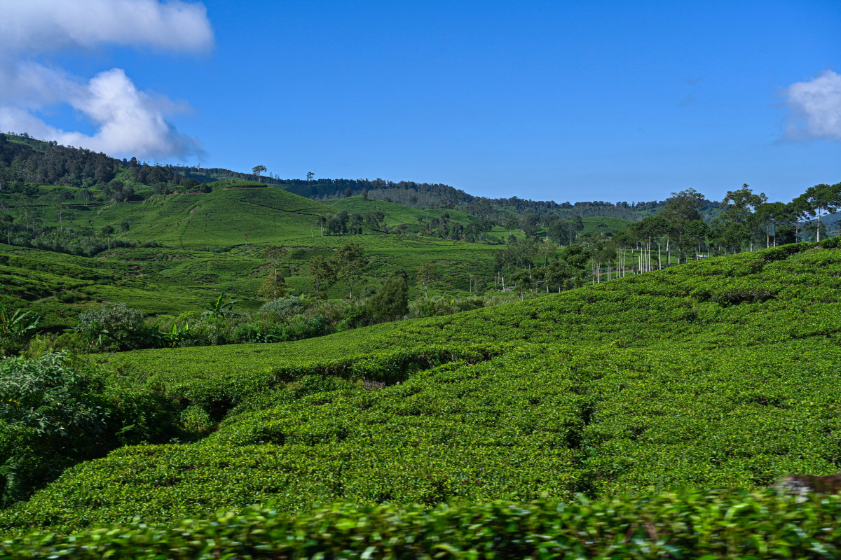 普洱:茶山行,古茶树下的岁月沉香