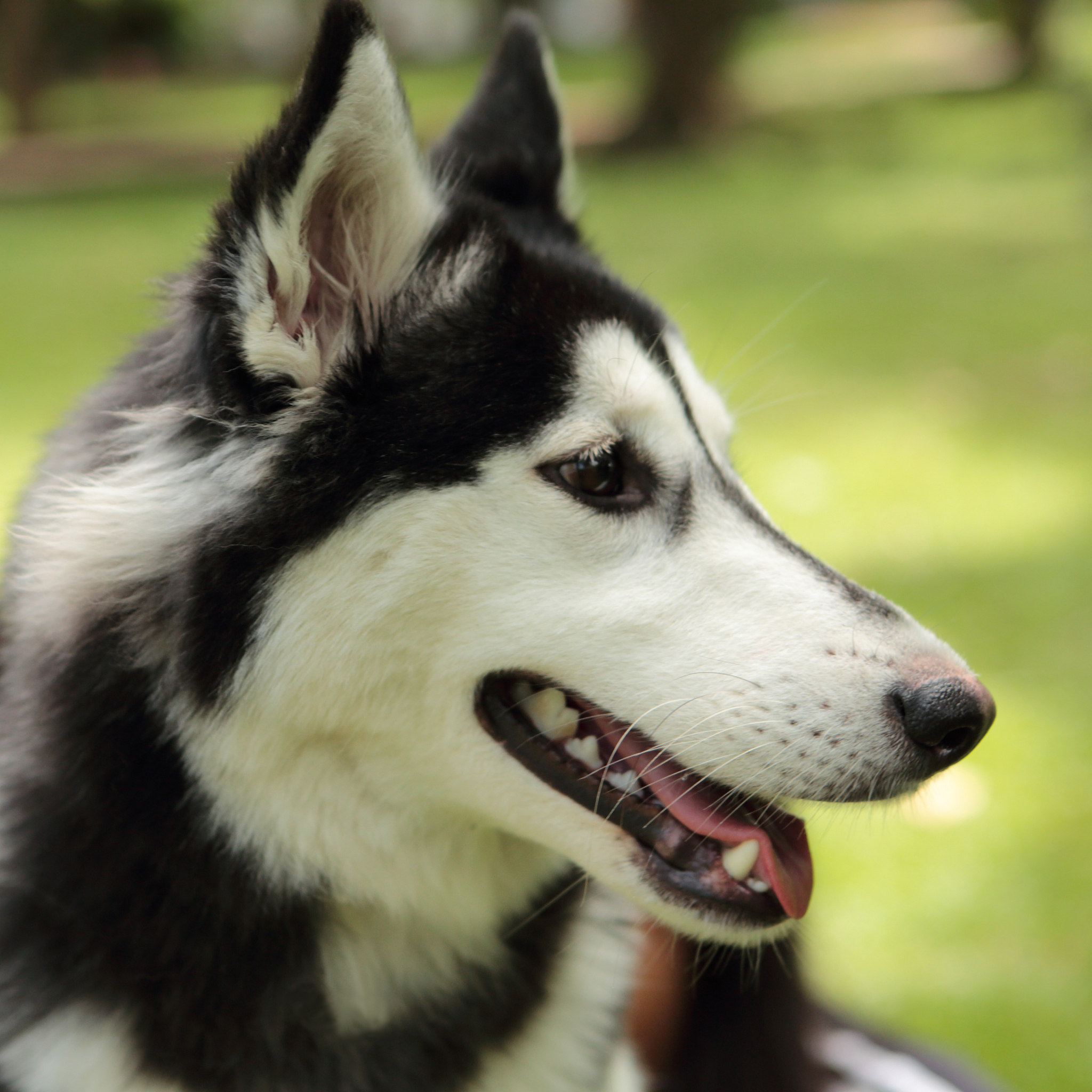 二哈 为什么这么疯狂 800字 故事