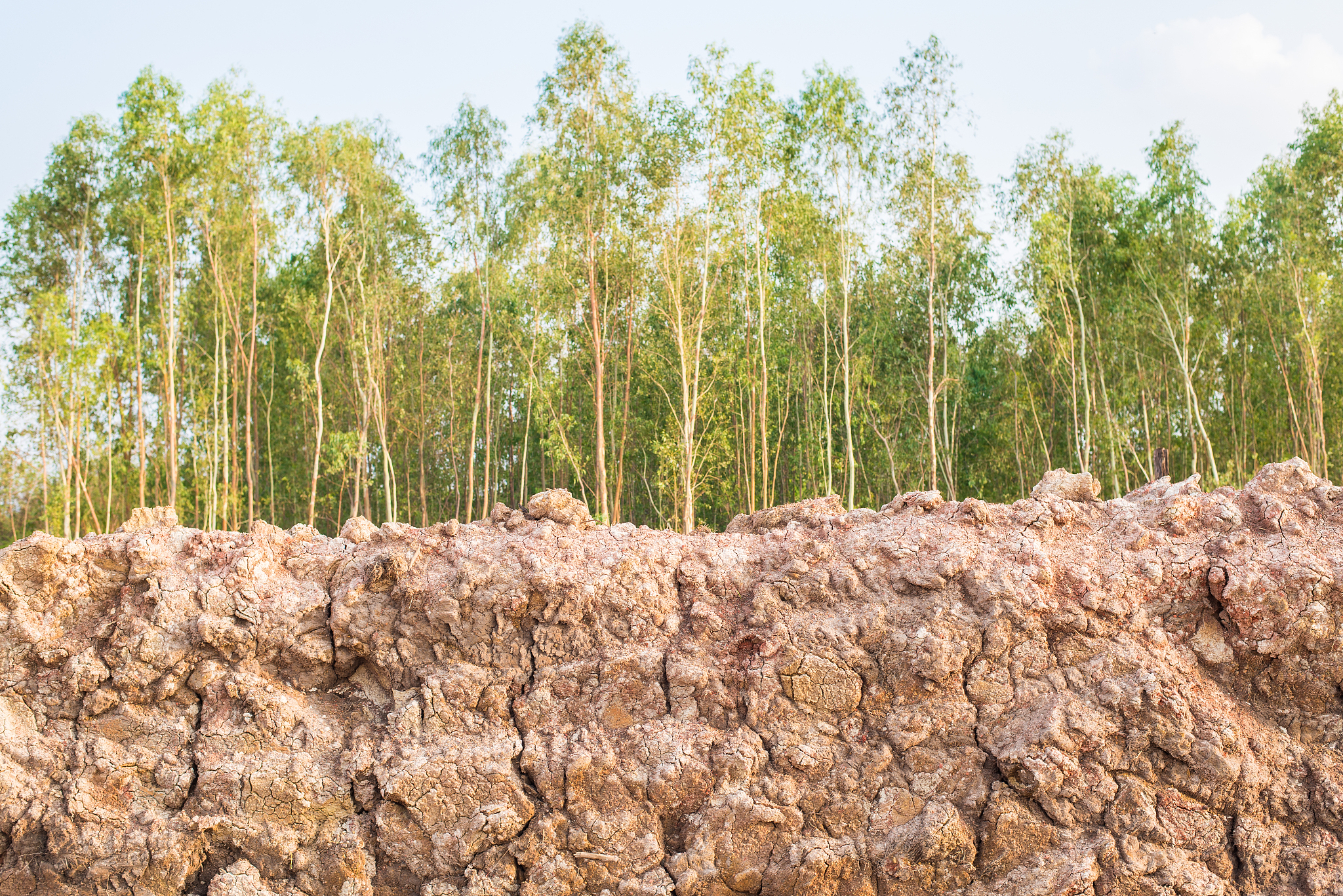 采用不同词语写这段话，积聚在体内的盐分可达植物干重的20%至30%,甚至可达40%至50%。植物死亡后就会把盐分留在土层中,使土壤盐渍化程度加剧[21];红柳和胡杨木等植物生长在新疆盐渍土,它们可以分泌出已经进入枯株体内的盐分,这会增加土壤