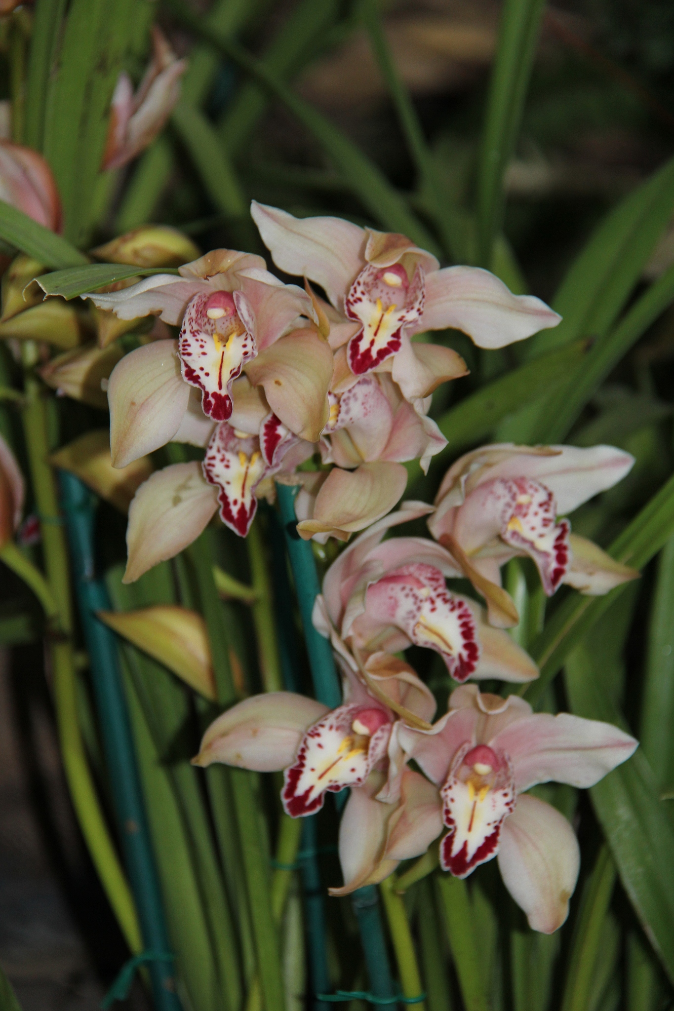 orchid.
