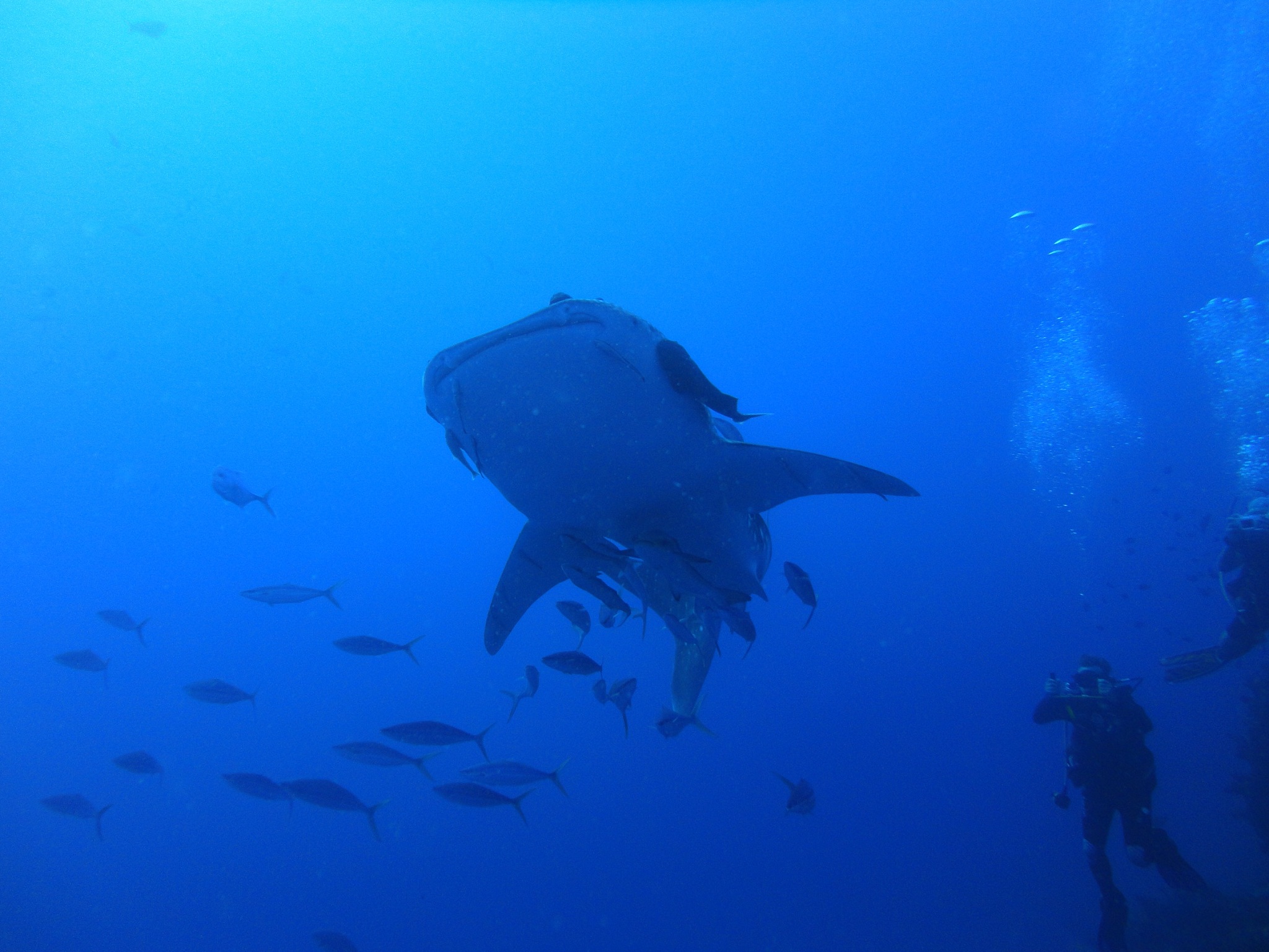 《Blue Planet II》：这部纪录片让孩子们了解了海洋生态系统的奇妙之处。影片介绍了各种奇异的生物和它们的生存环境同时也提醒观众我们需要保护海洋生态系统。链接：httpswwwbbccoukprogrammesp04tjbtx这个纪录片的每一集的时长