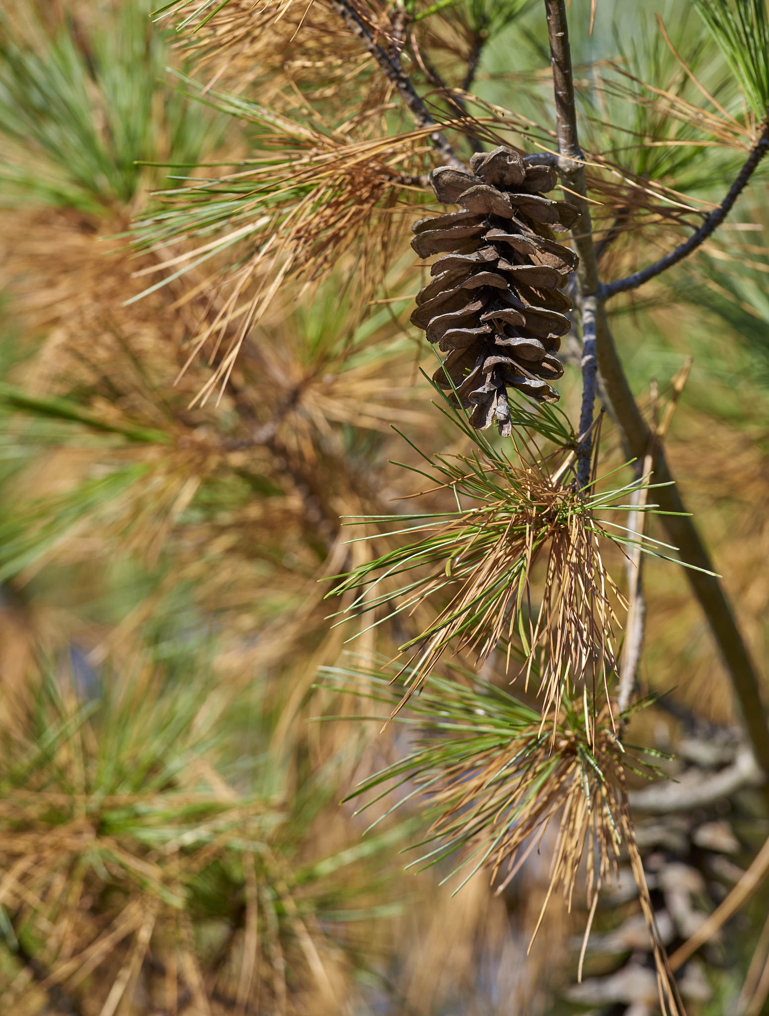 Cone 词源详解：从古希腊到现代应用
