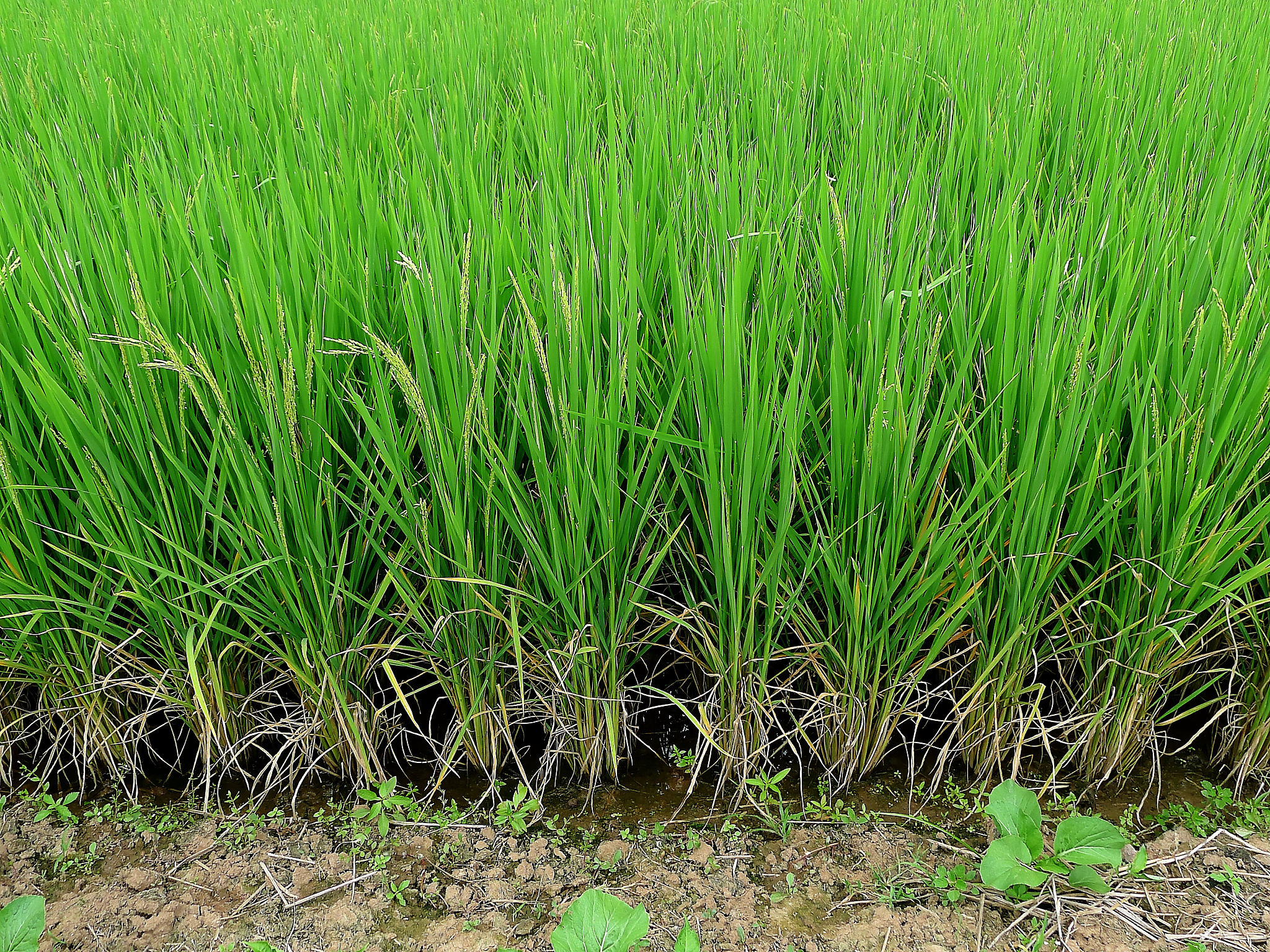 长安区小麦虫害发生特点及防治策略研究 - 论文提纲