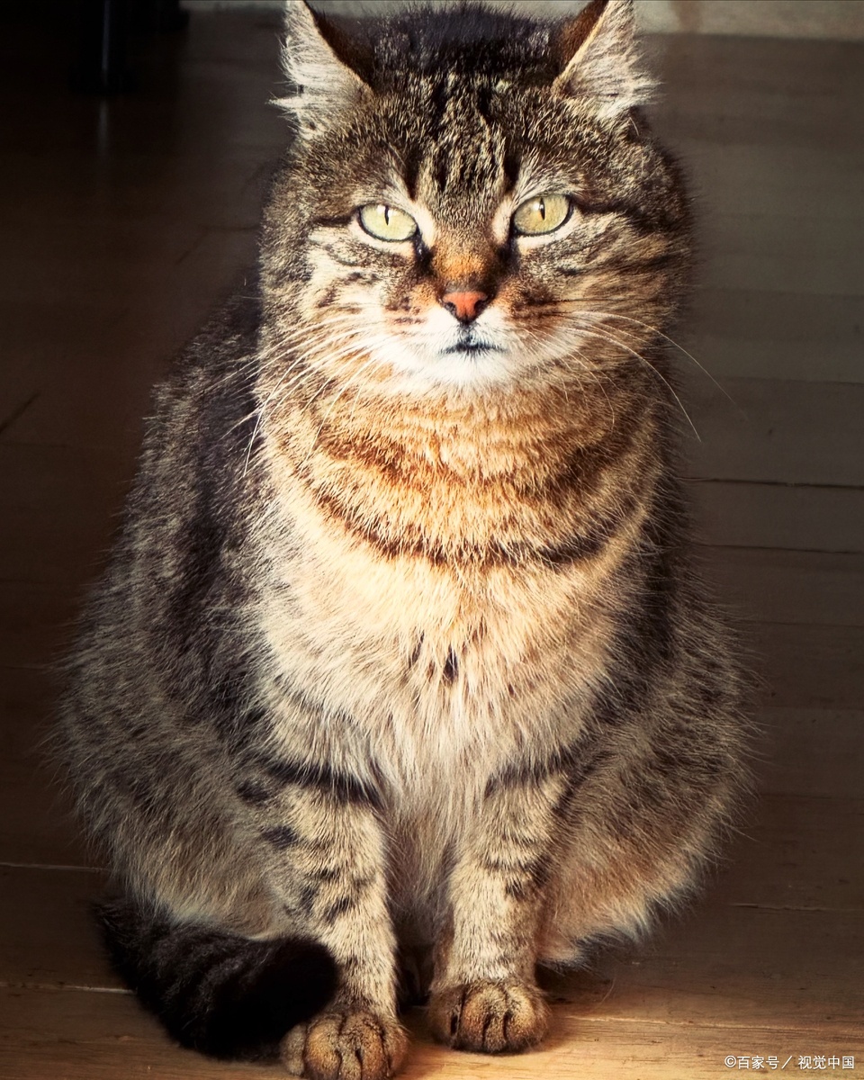 猫咪轻微中毒的症状