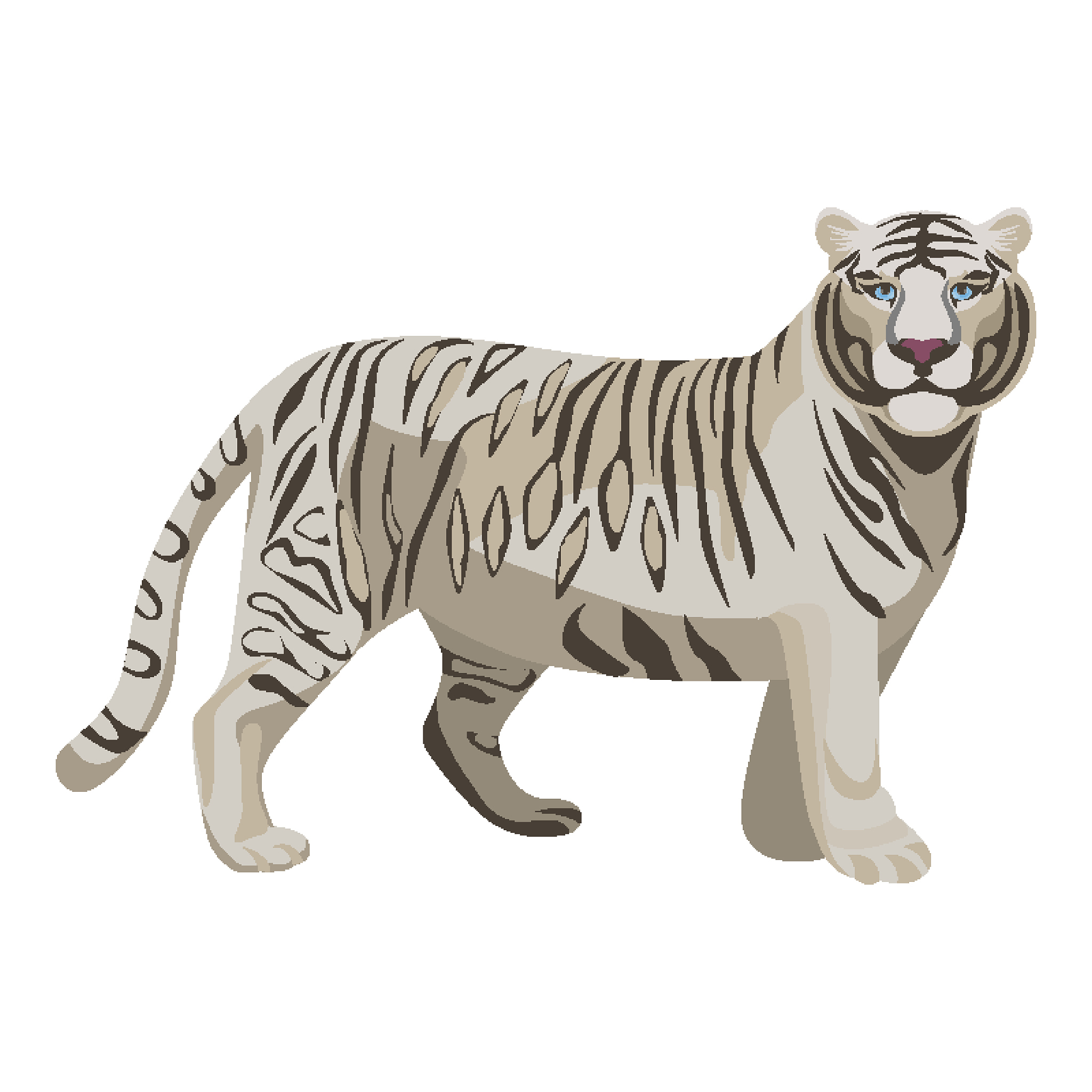 white or bleached tiger isolated on white. predator rare animal