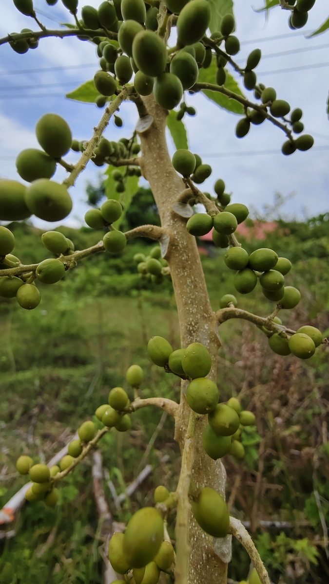 马栗子提取物功效和作用