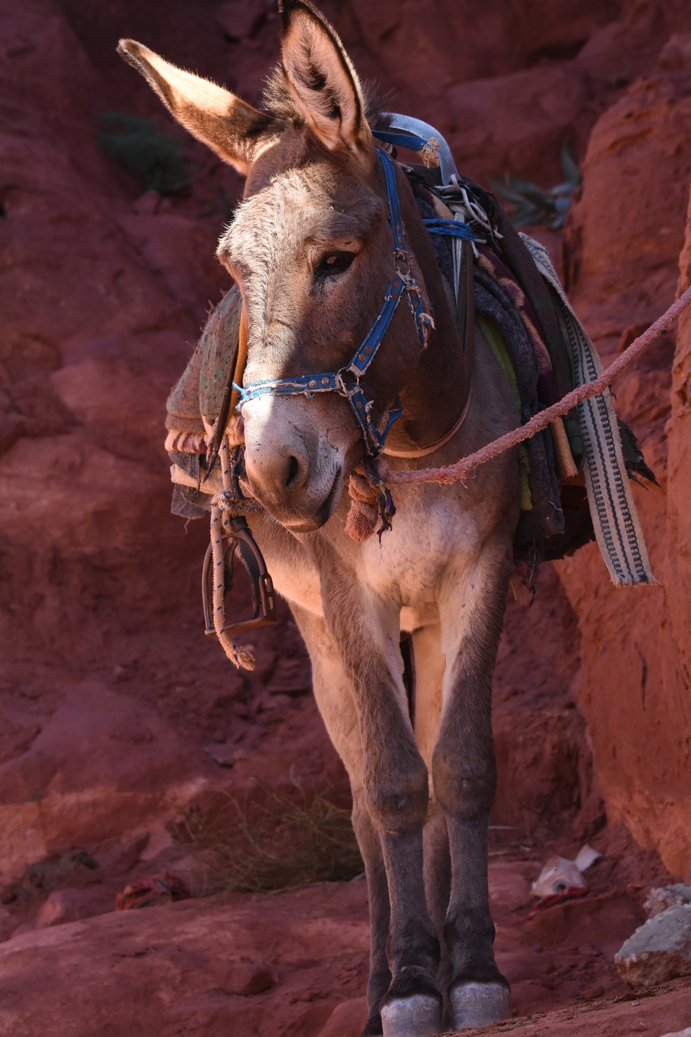 donkeys working as transport and pack animals in petra, jordan. 