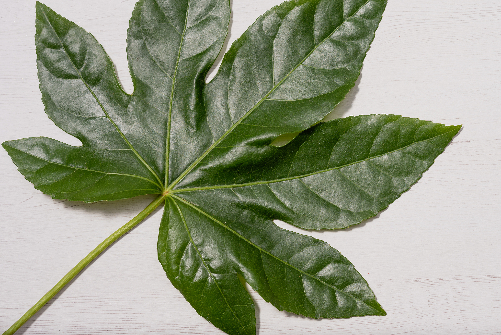 green leaf on white wooden background