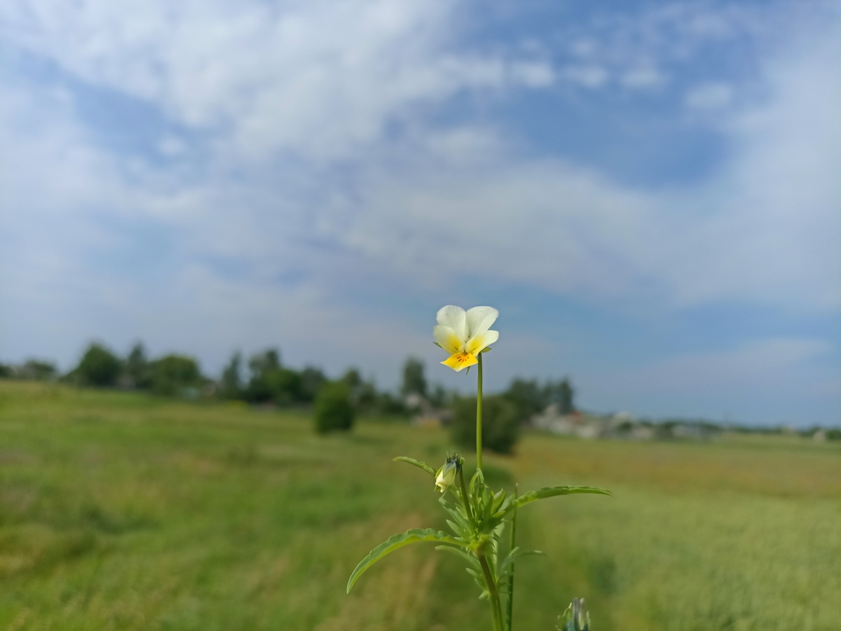 割草的喜悦：短暂的阳光与美丽的花朵
