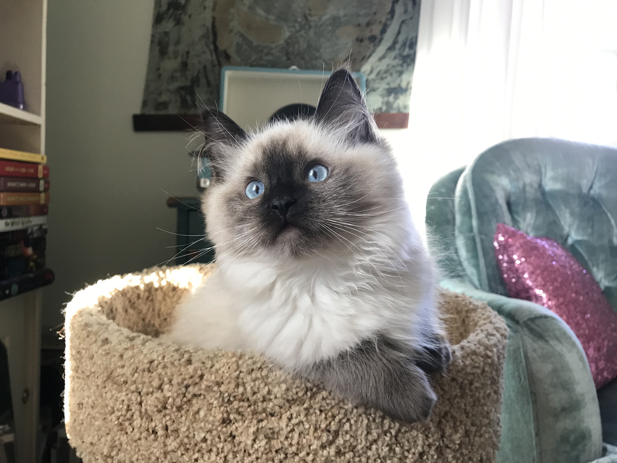 蘸糖和暴富：我的两只猫咪的日常