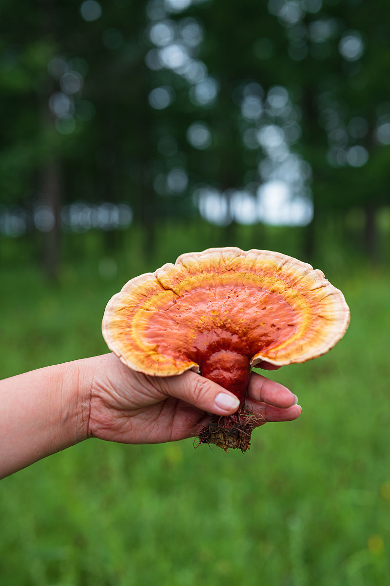 灵芝功效与应用：免疫调节、抗肿瘤、降血糖等