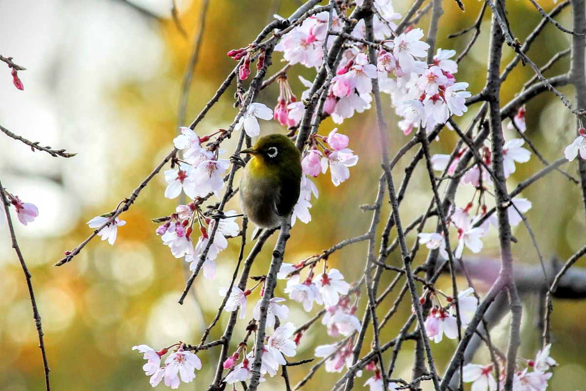 春天 四月 杏花 小孩子 小猫 燕子 池塘 杨树 写一篇200字作文