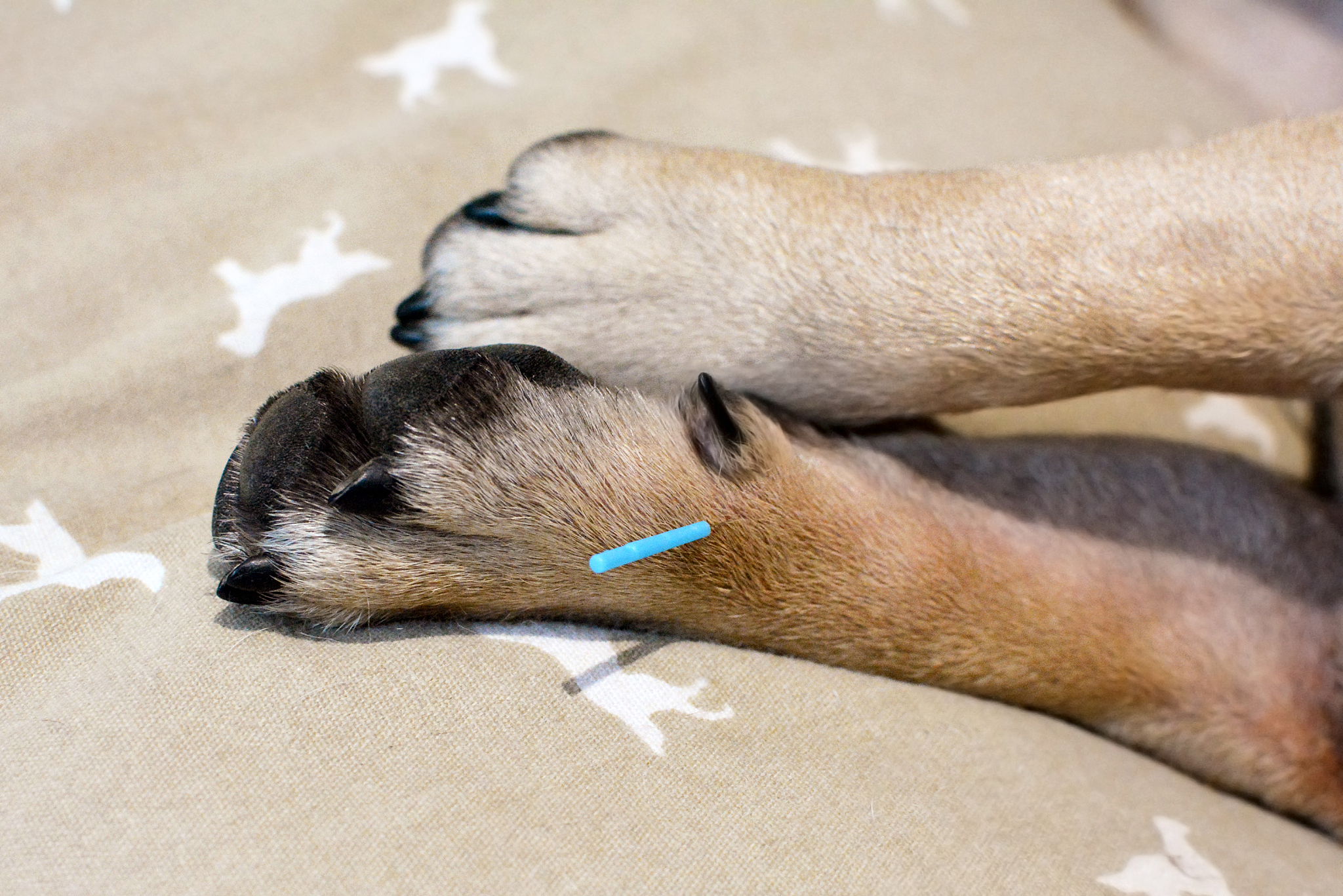 single long blue acupuncture needles sticking in paw of dog to t