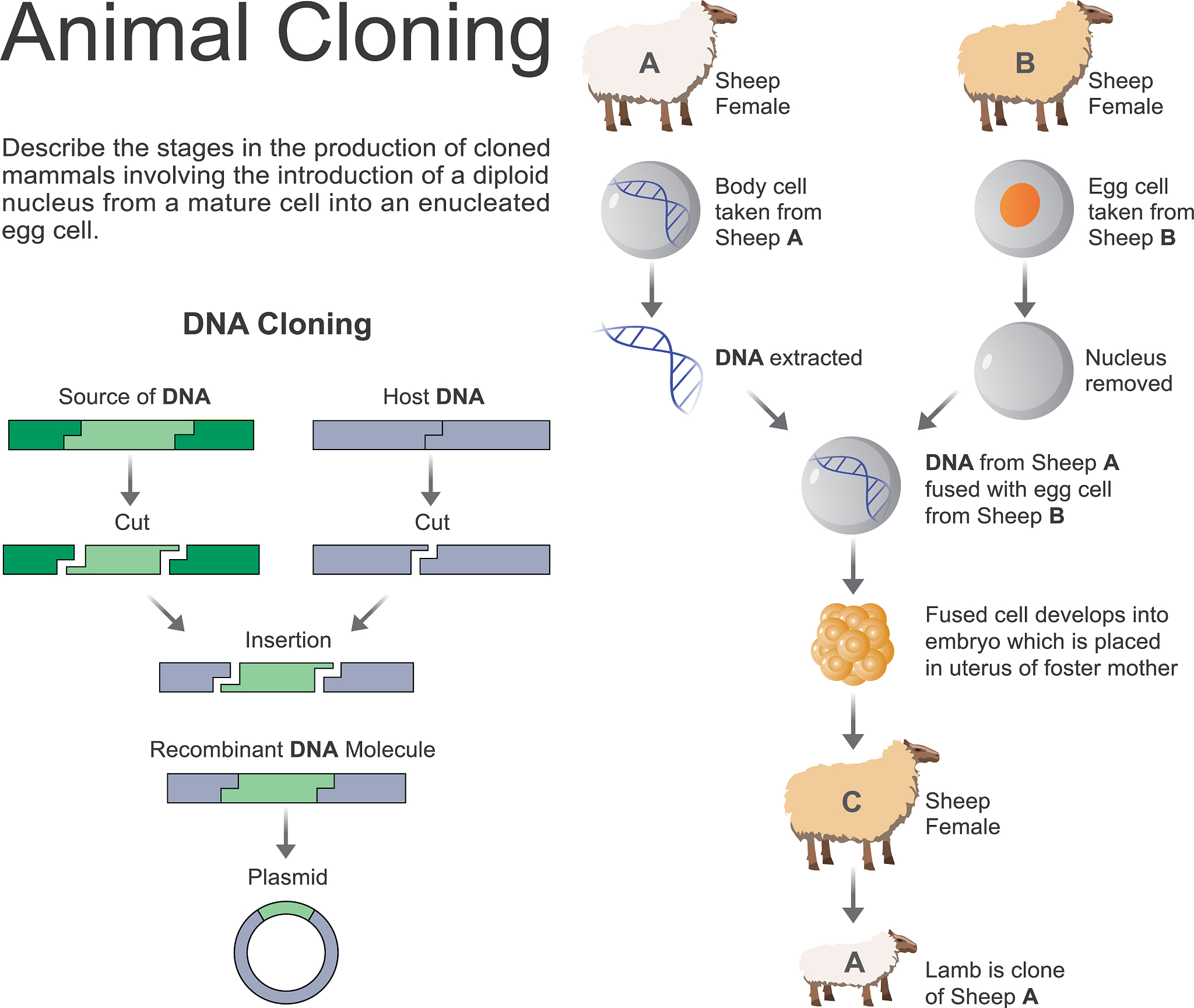 CELL DEATH AND DIFFERENTIATION 期刊简介 - 细胞死亡和分化研究领域权威期刊