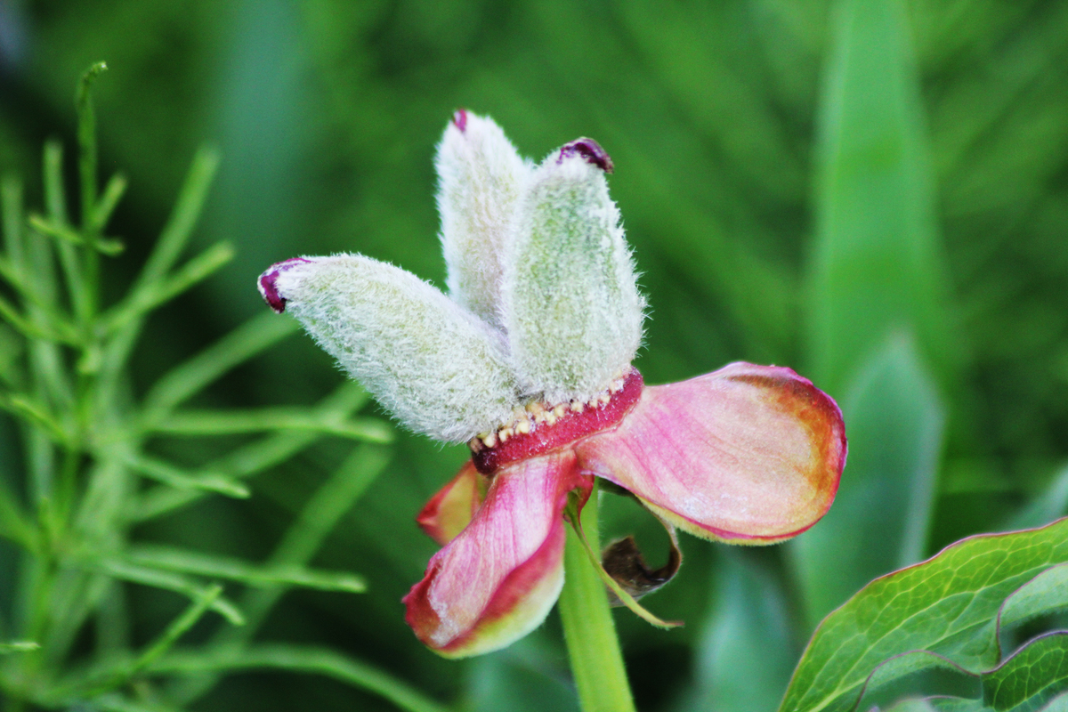 请不少于800汉字的博客文章语言要幽默口语化。主题是：独蒜兰的功效与作用 独头蒜的功效与作用