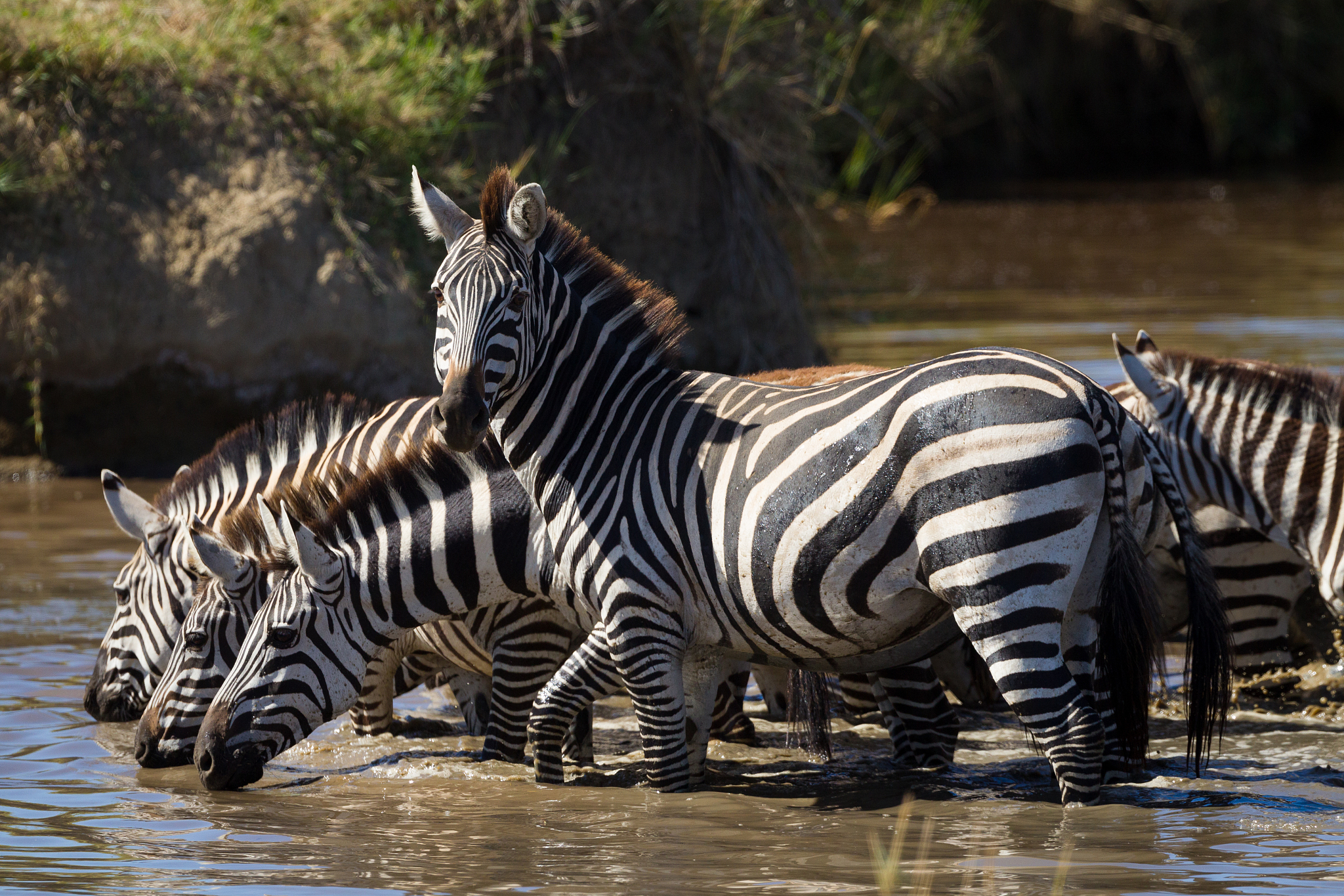 zebra herd line up drinking water from a river in serengeti tanz