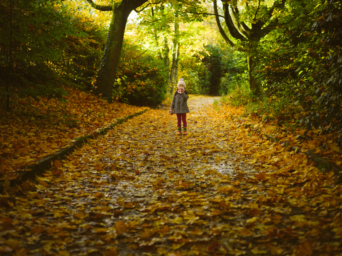 秋思校园：枫叶飘落，温暖如春