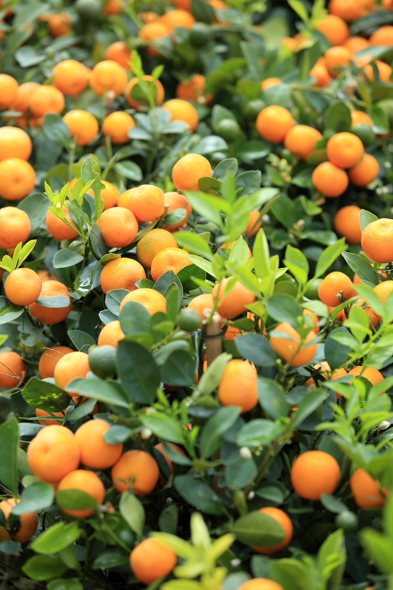 云南柑橘运输优势：地理位置优越，物流体系完善