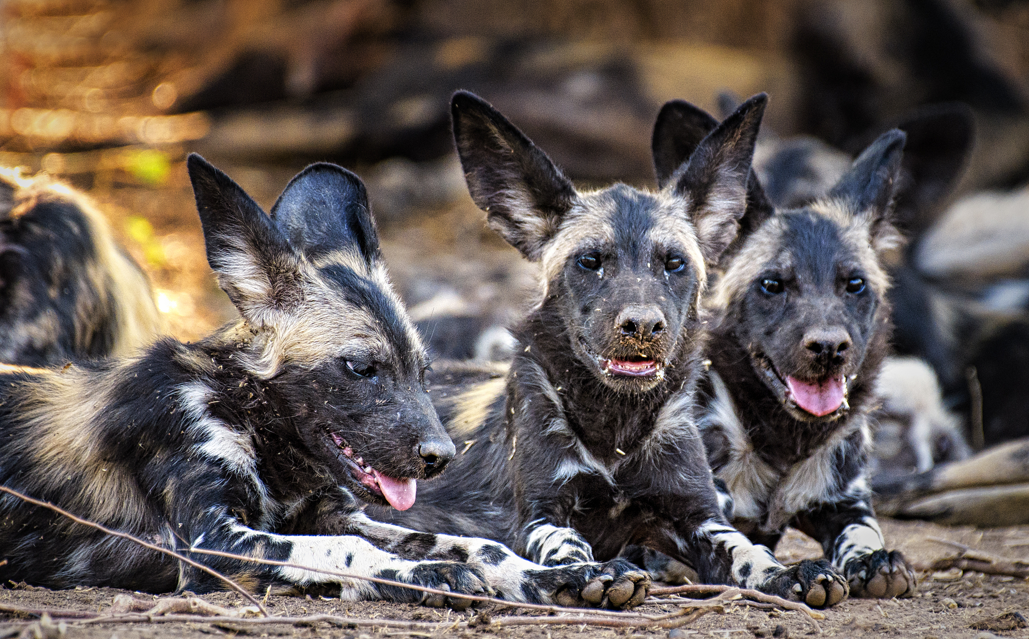 three african wild dogs or painted wolves of nyakasanga pack in 