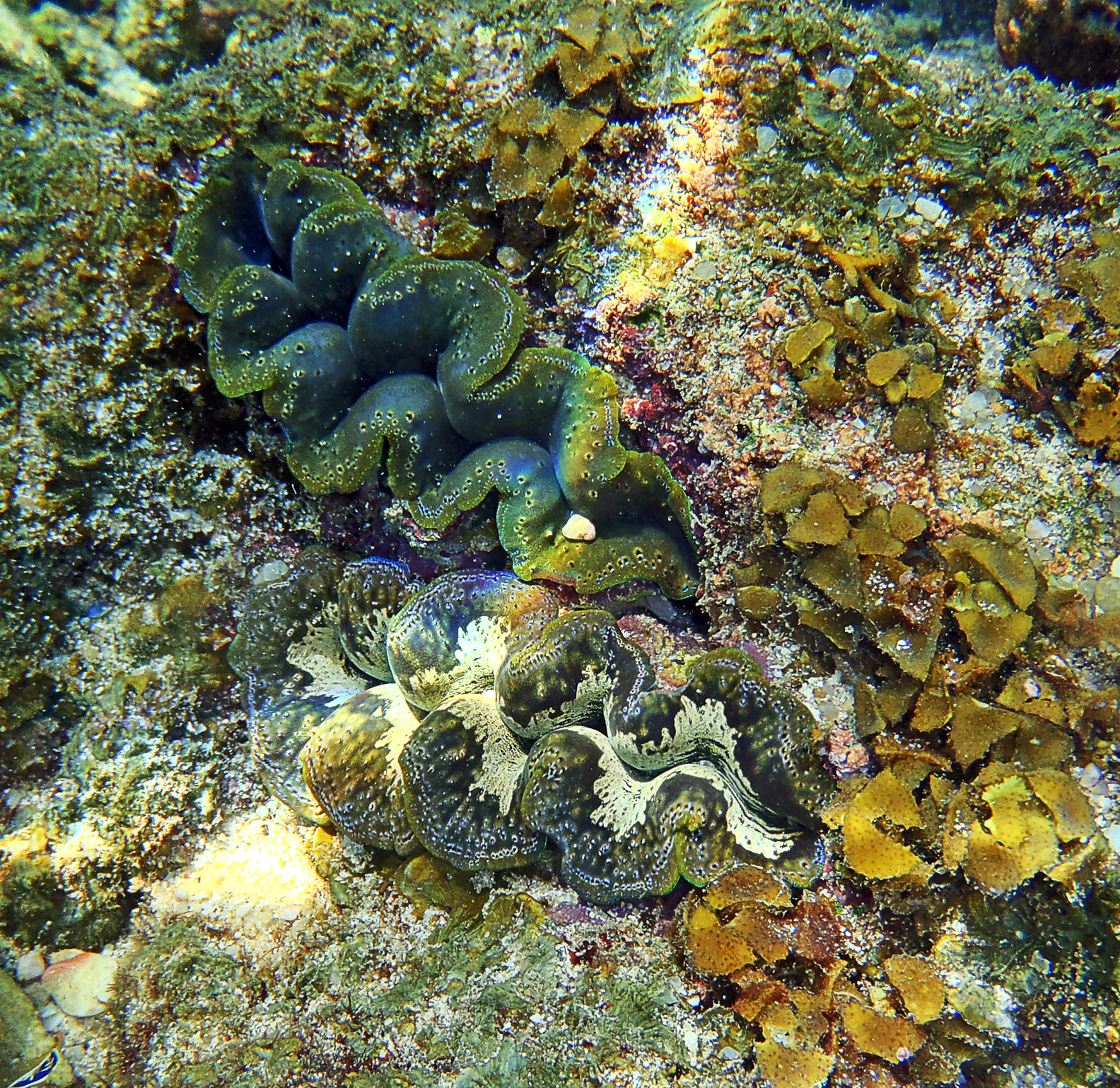 HYDROBIOLOGIA期刊：水生生物学领域领先期刊