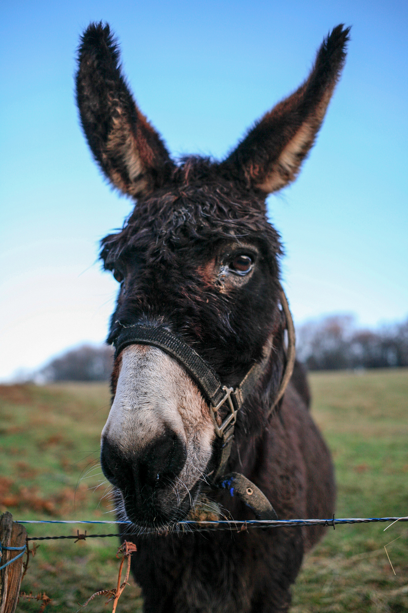 head of funny donkey at blue sky close up