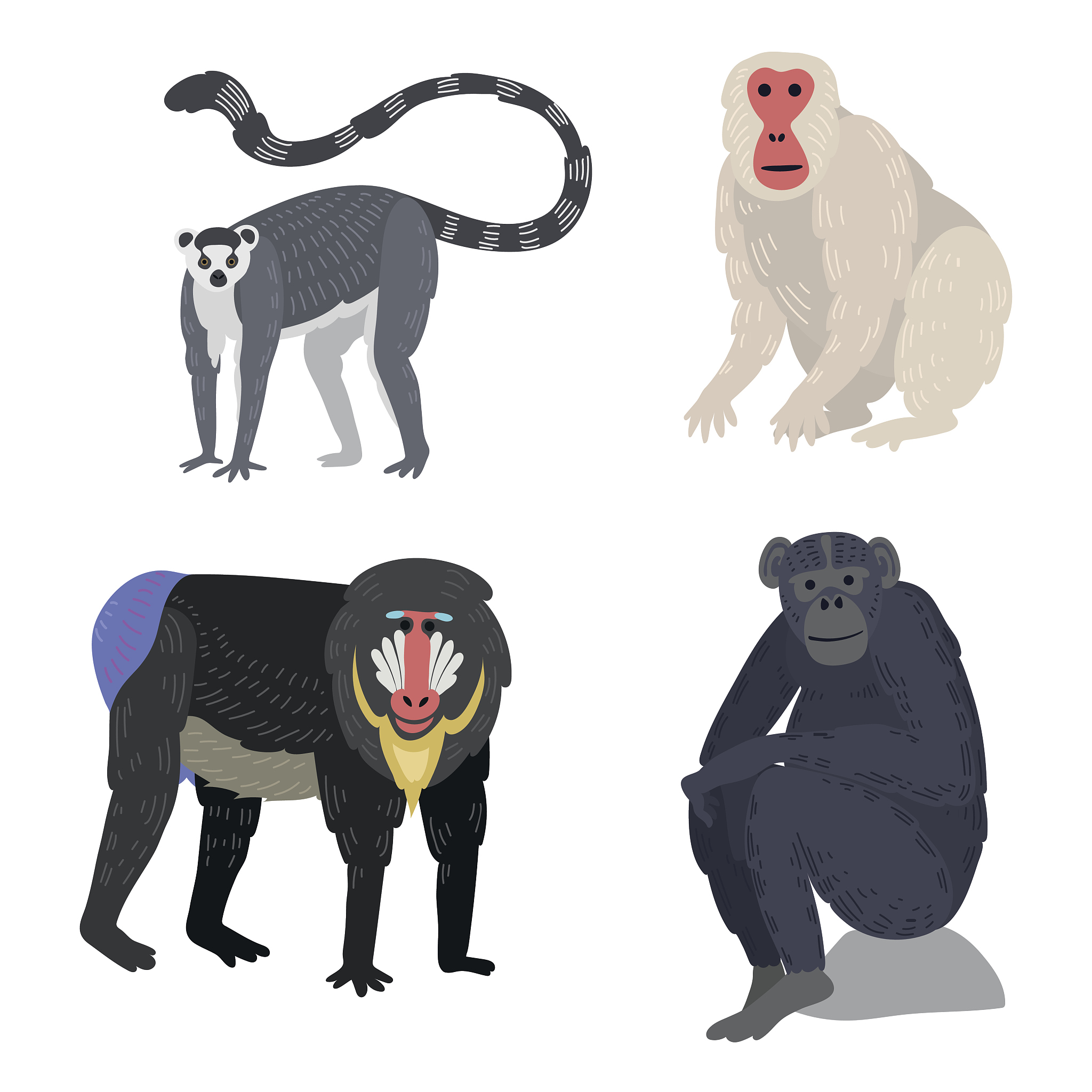 Monkeys: Intelligent Primates with Amazing Abilities