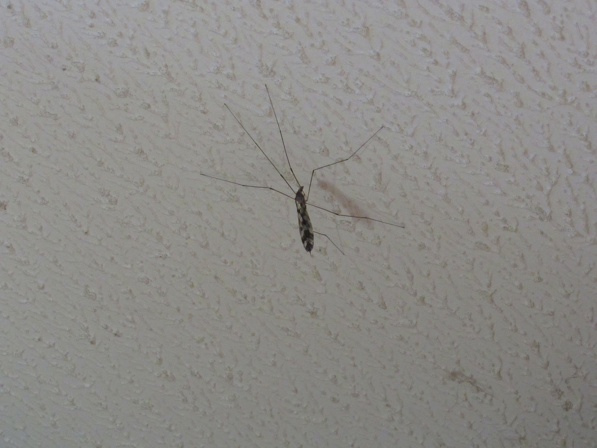 蚊子幼虫的惊人自残行为：弹射头部捕食同类，为何还能生存？