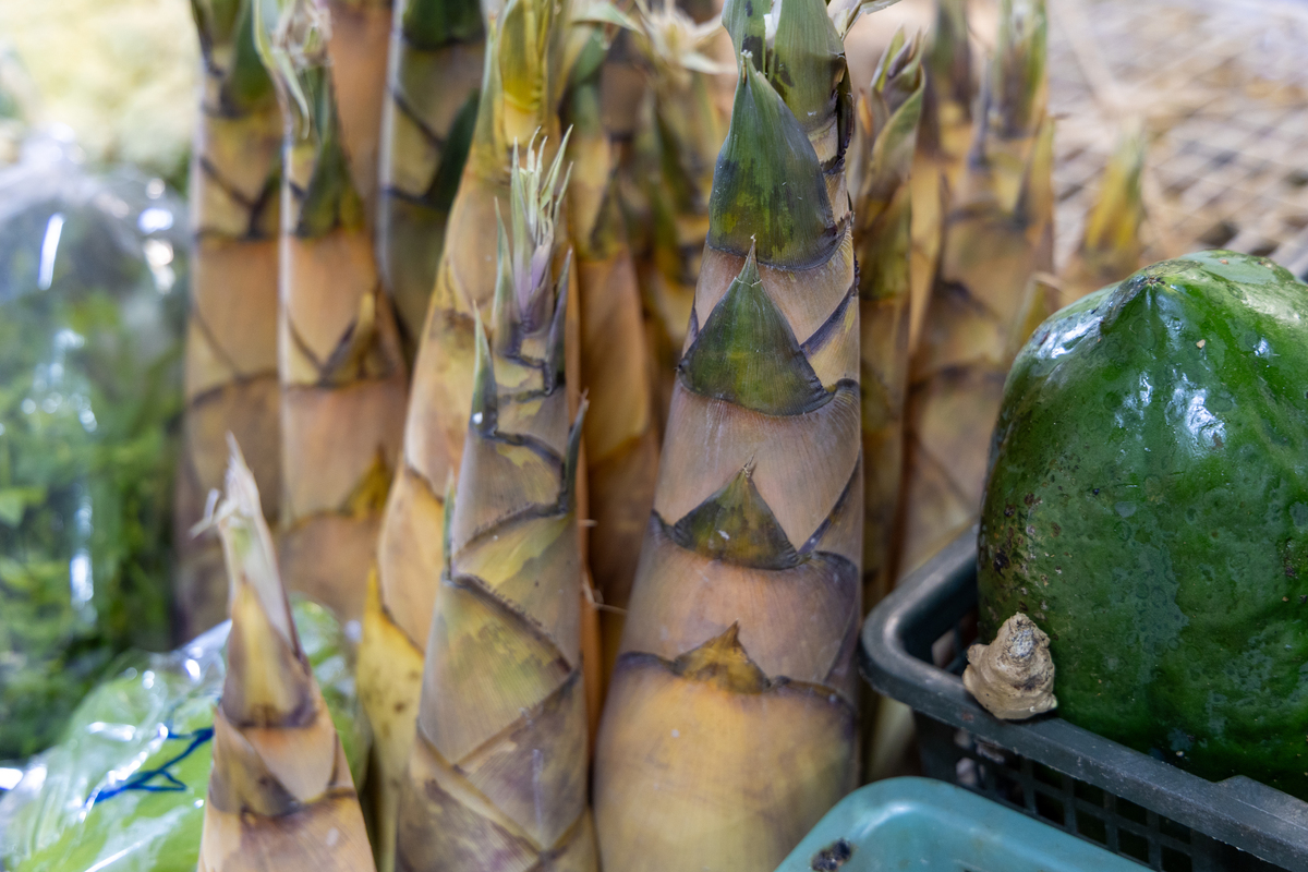 农历三月初三 '地菜' 是什么？ - 春笋的美味与营养