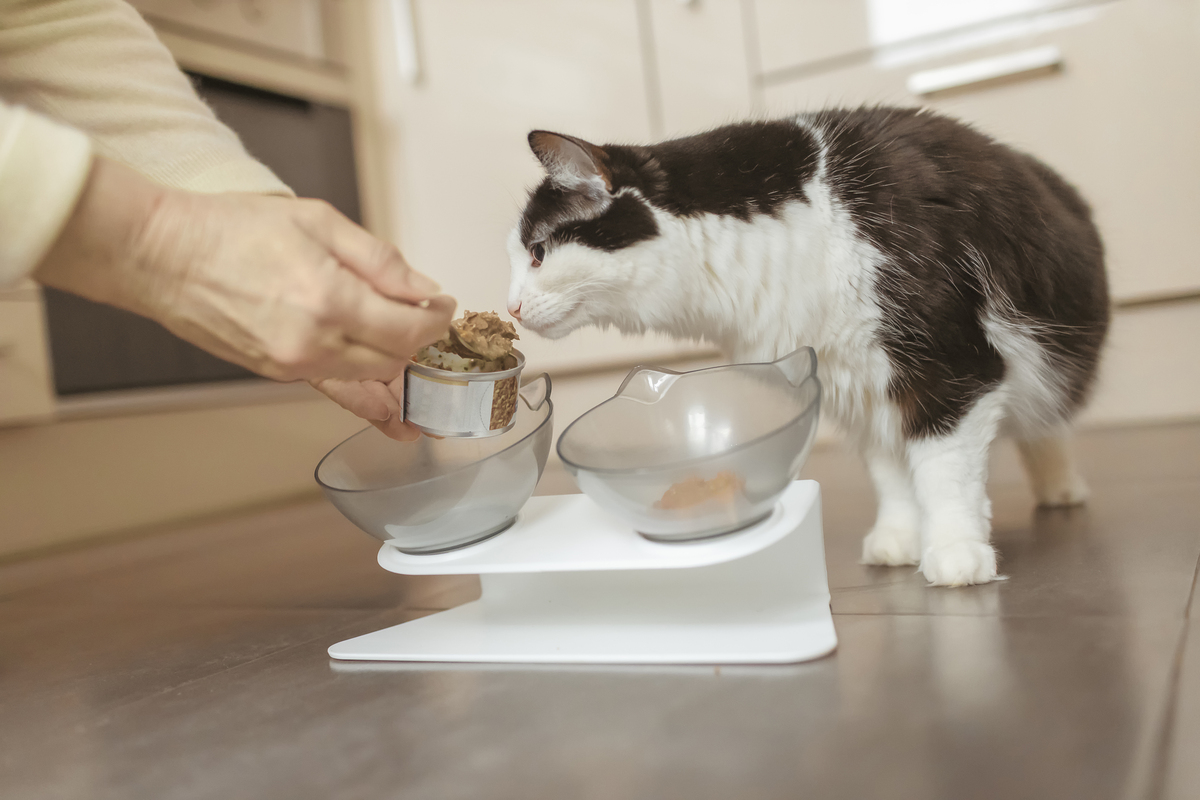 猫为什么不能上桌子？爸妈的顾虑和原因解析