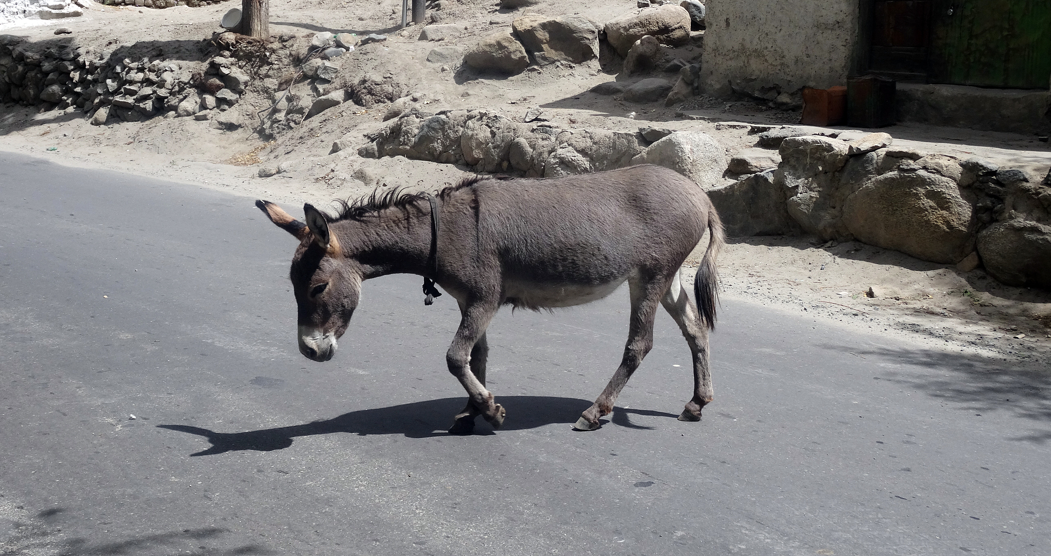 donkey