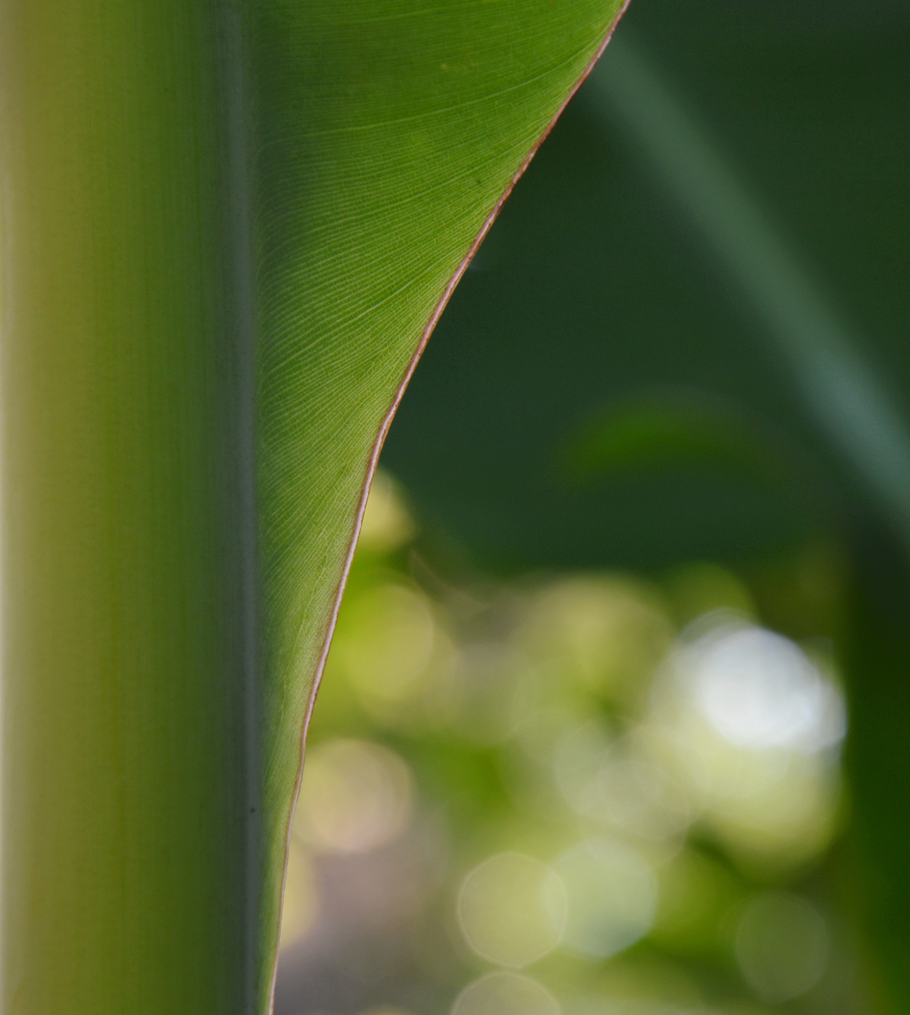 对象给你发我不喜欢没有结果的树怎么回复